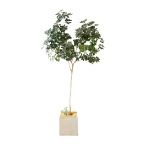 A small potted tree with green leaves placed next to a modern office or storefront window with yellow accents.