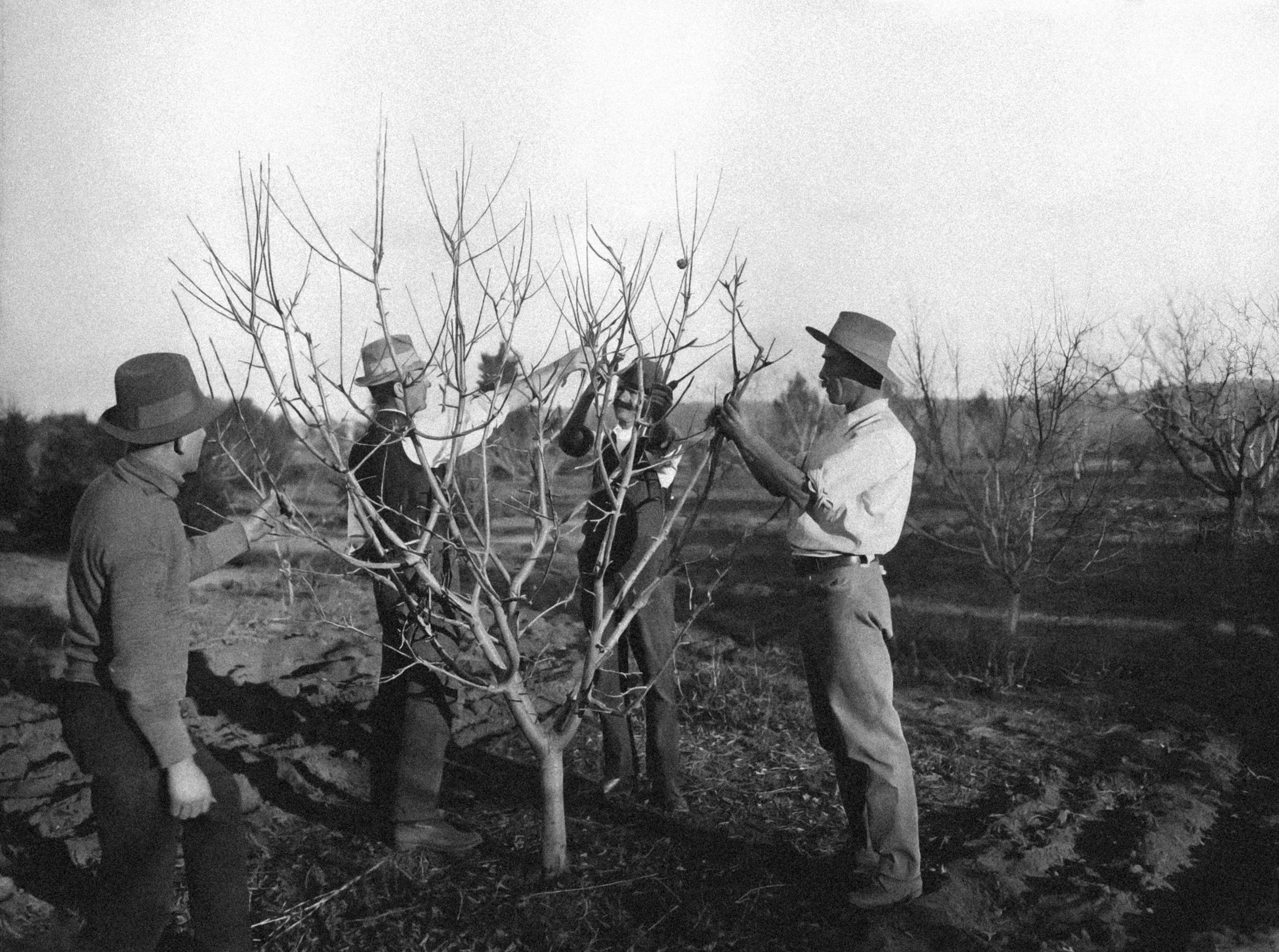 New paper: Regulation as pruning of the adjacent possible