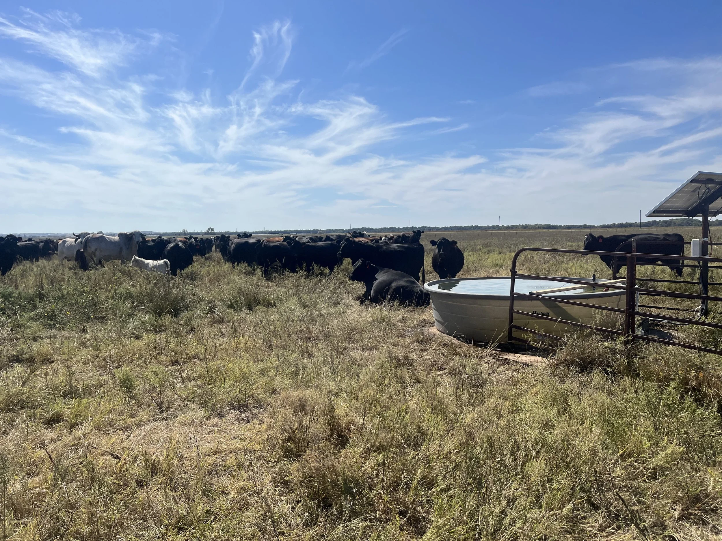 A herd of cows grazing in a grassy field under a partly cloudy sky, with a solar panel on the right side of the image.