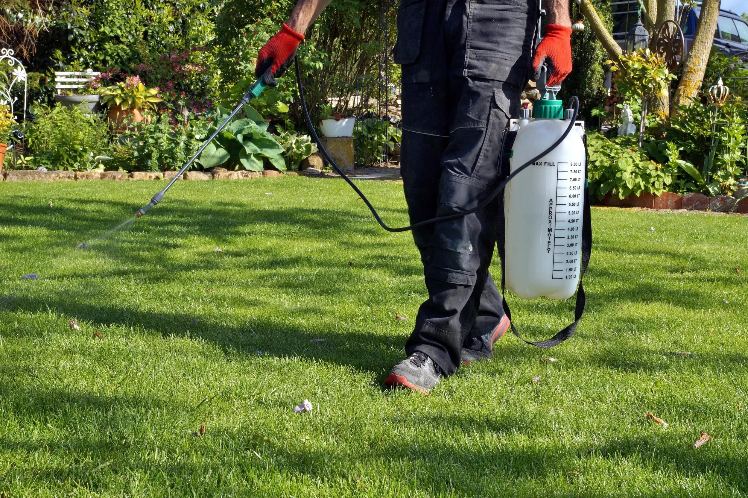 Person in outdoor garden using a backpack sprayer to water or treat plants, wearing black clothing and red gloves, surrounded by lush green plants and flowers.