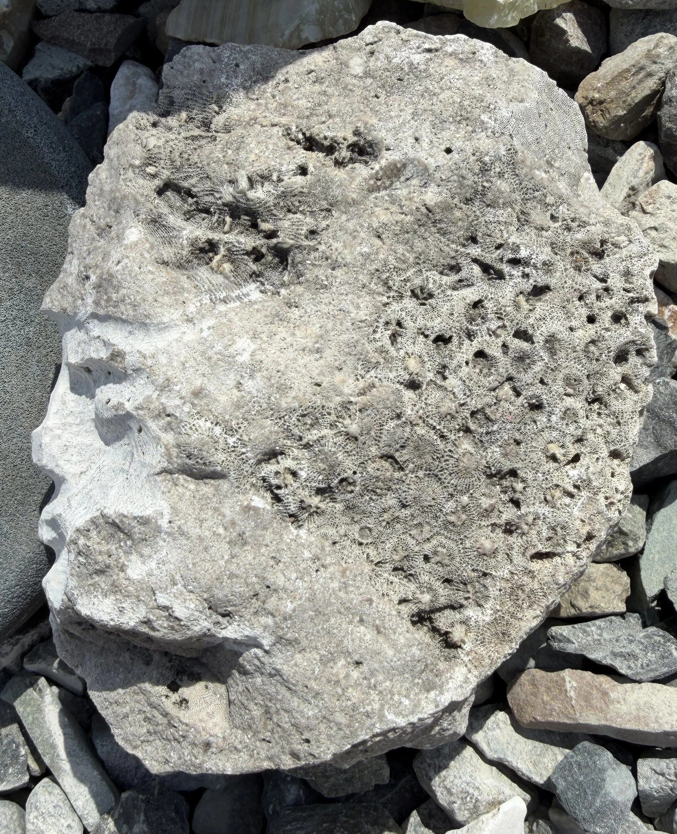 FossilFace1.jpg