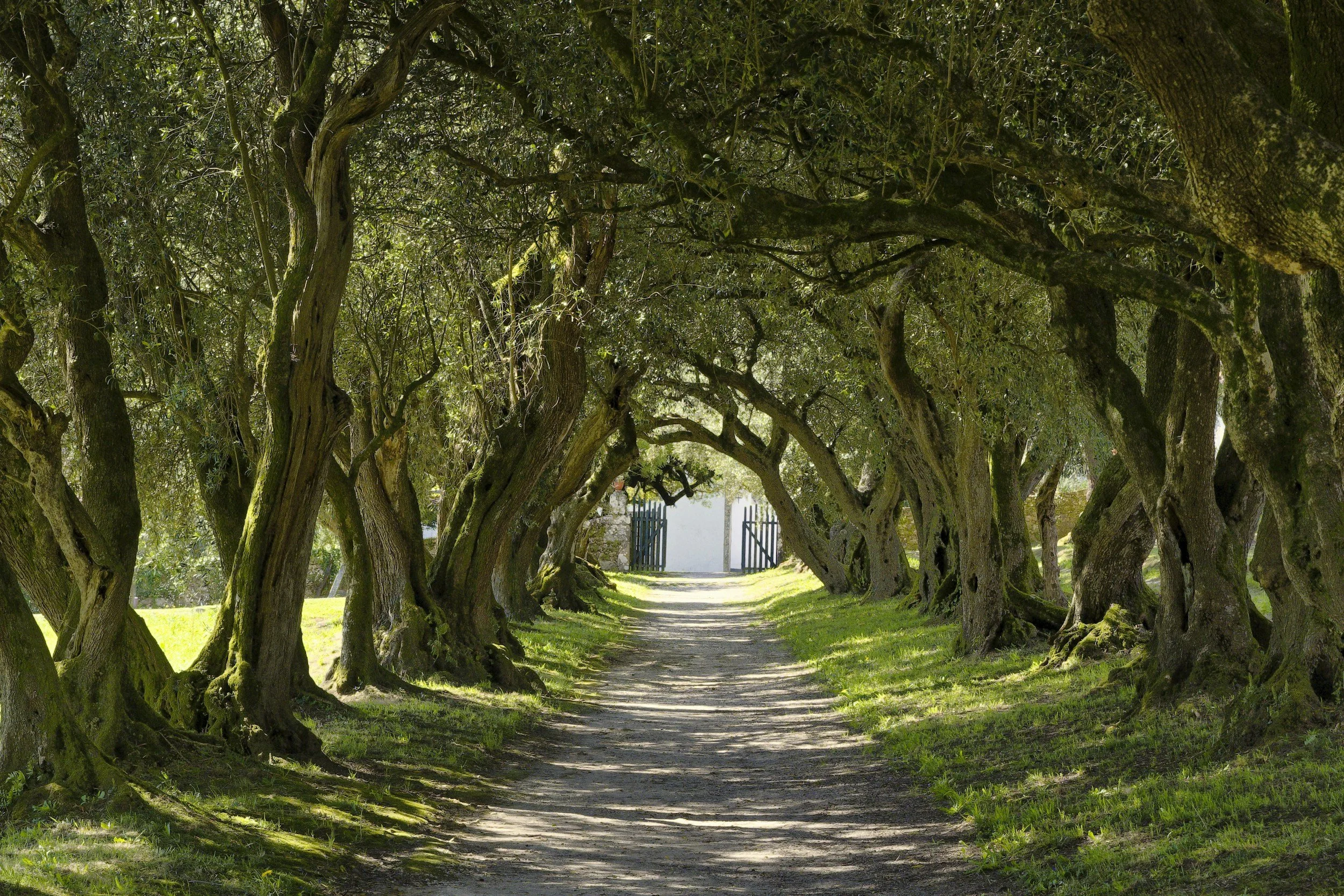A dirt pathway lined with twisted trees forming a natural archway, leading to a white building with a blue gate in the background.
