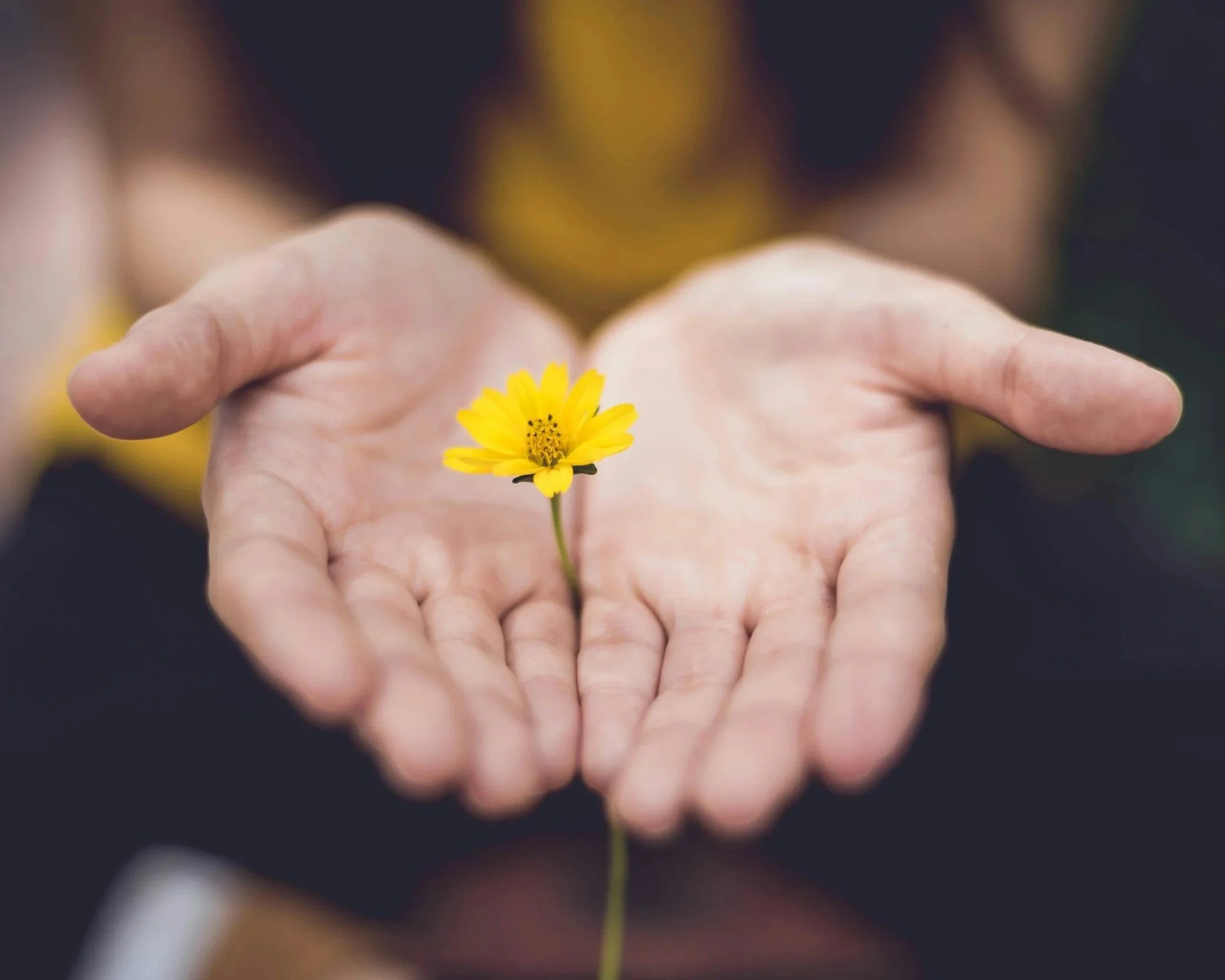 A person's hand holding a small yellow flower with a blurred background.