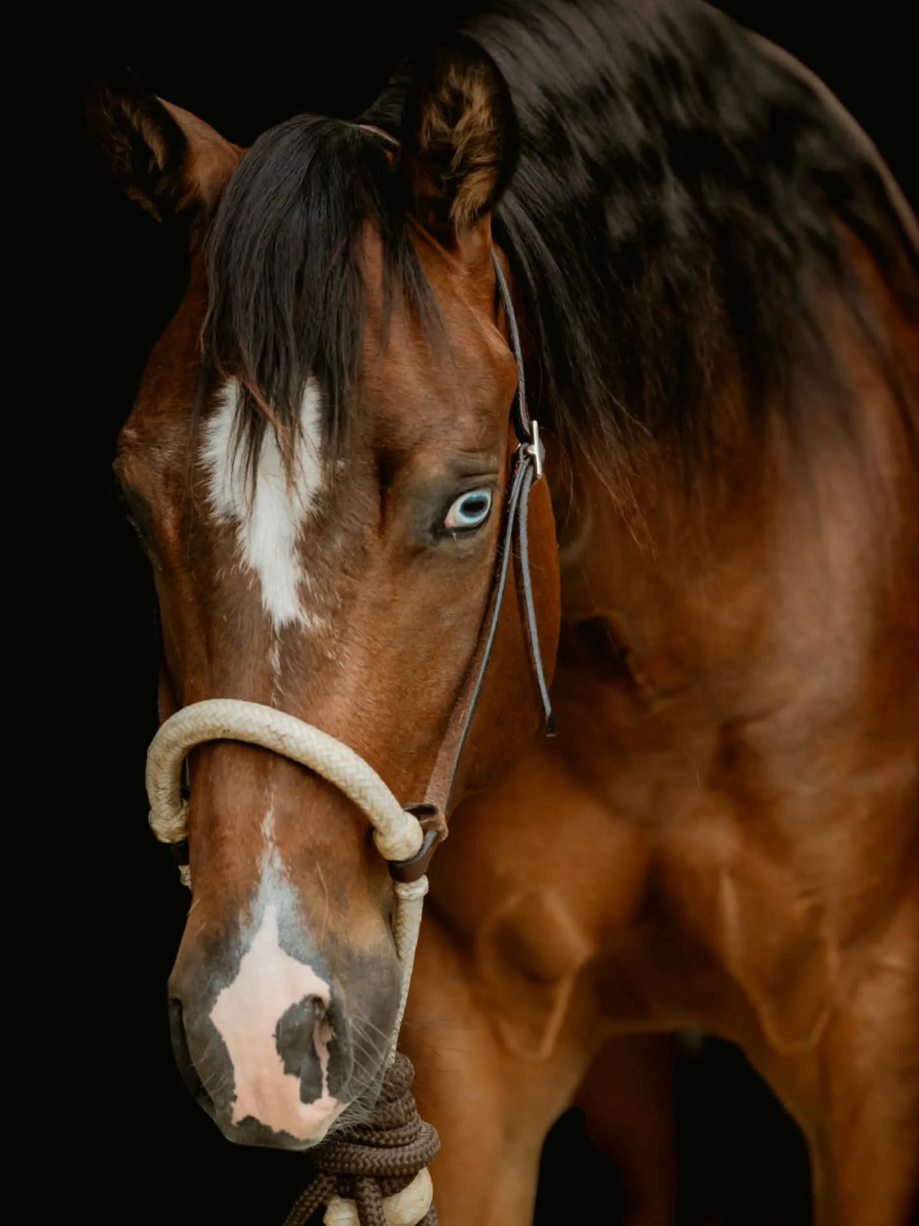 For Your Consideration

💥Tricks N Tuxedos💥

2024 AQHA/NRHA/NRBC Gelding

Sired by Tricked Out Spook (PE $460,000+, LTE $75,000)

Out of Annie Tuxedo Chex, an accomplished NRHA money earner and producer.

&ldquo;Armani&rdquo; exhibits a very kind an