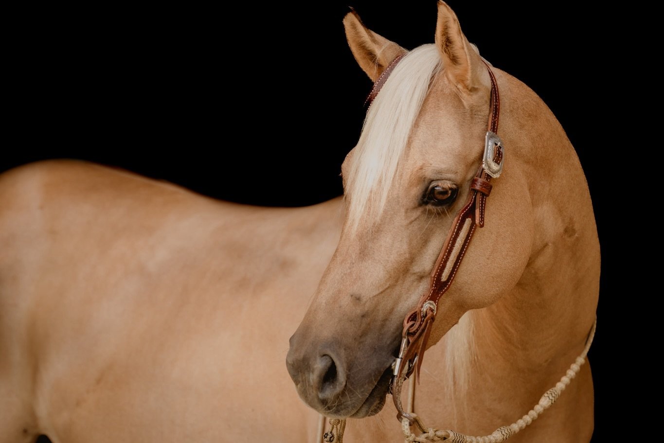 ✨ Two seasons, countless ultrasounds, and a whole lot of hope later&hellip; Malibu is officially confirmed in foal! ✨

We couldn&rsquo;t be more excited about this special cross:

A Vintage Smoke &times; ShezaTinseltownSpark

Malibu has always held a