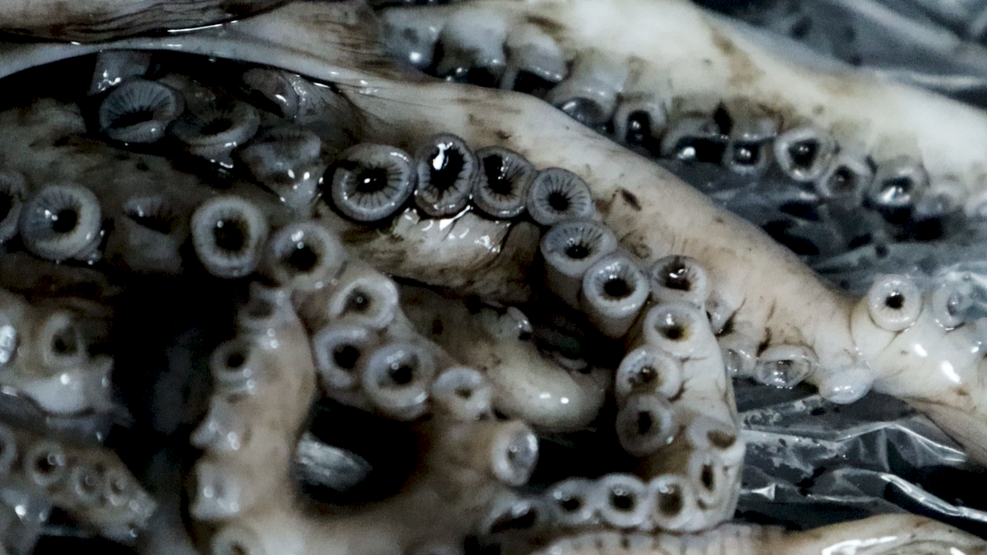 Tentacles cu.png