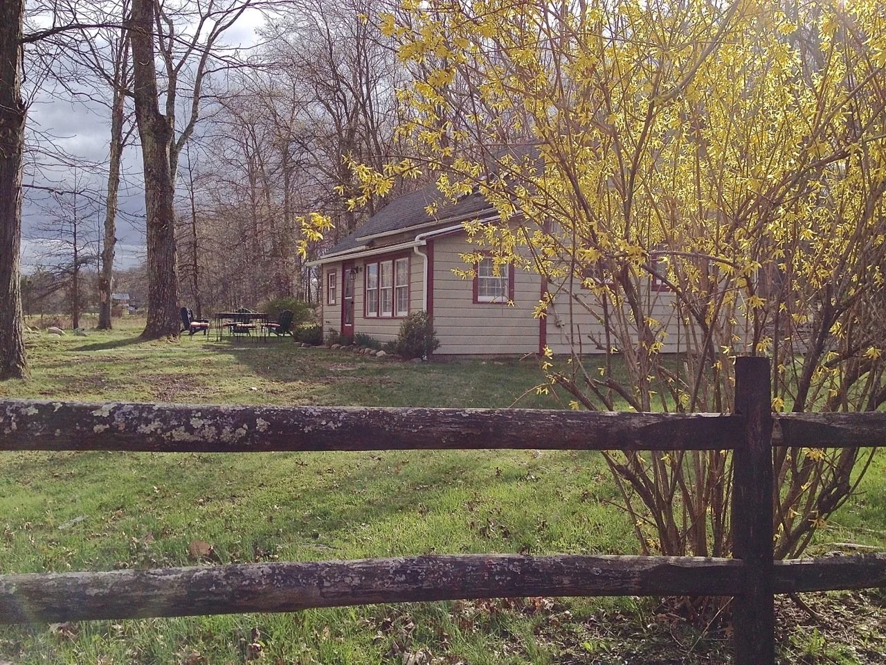 Schoolhouse Cottgae with beige siding and red trim is seen through yellow flowering forsythia bushes, with a wooden, split-rail fence and trees in the foreground, on a cloudy day.