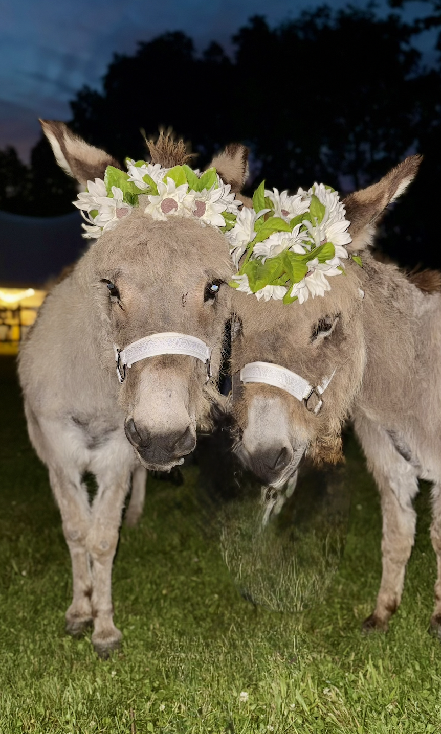 Two donkeys with flower crowns on their heads standing close together on green grass at dusk.