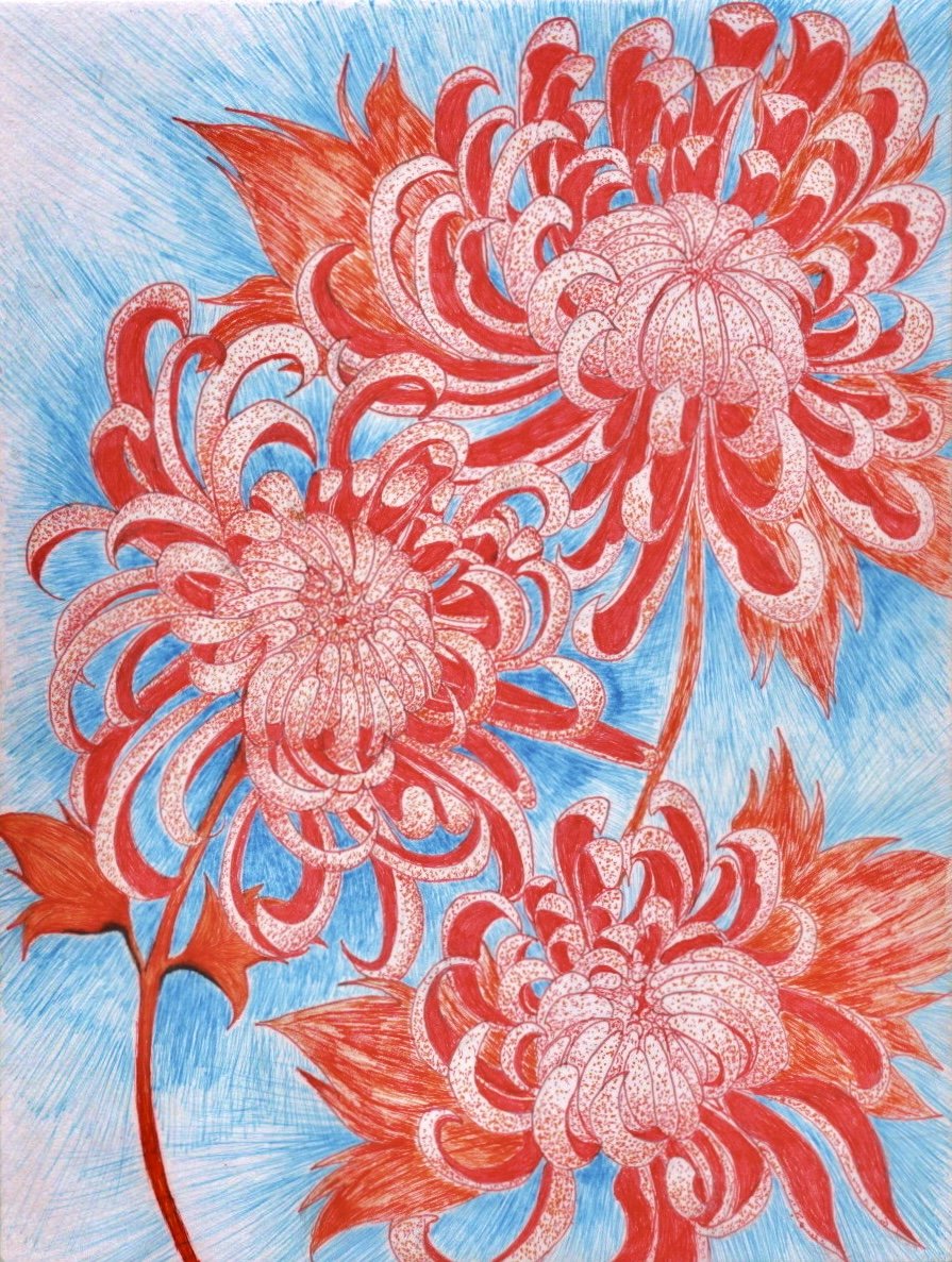A drawing of three large chrysanthemums with red petals and detailed white accents, set against a blue radiating background.