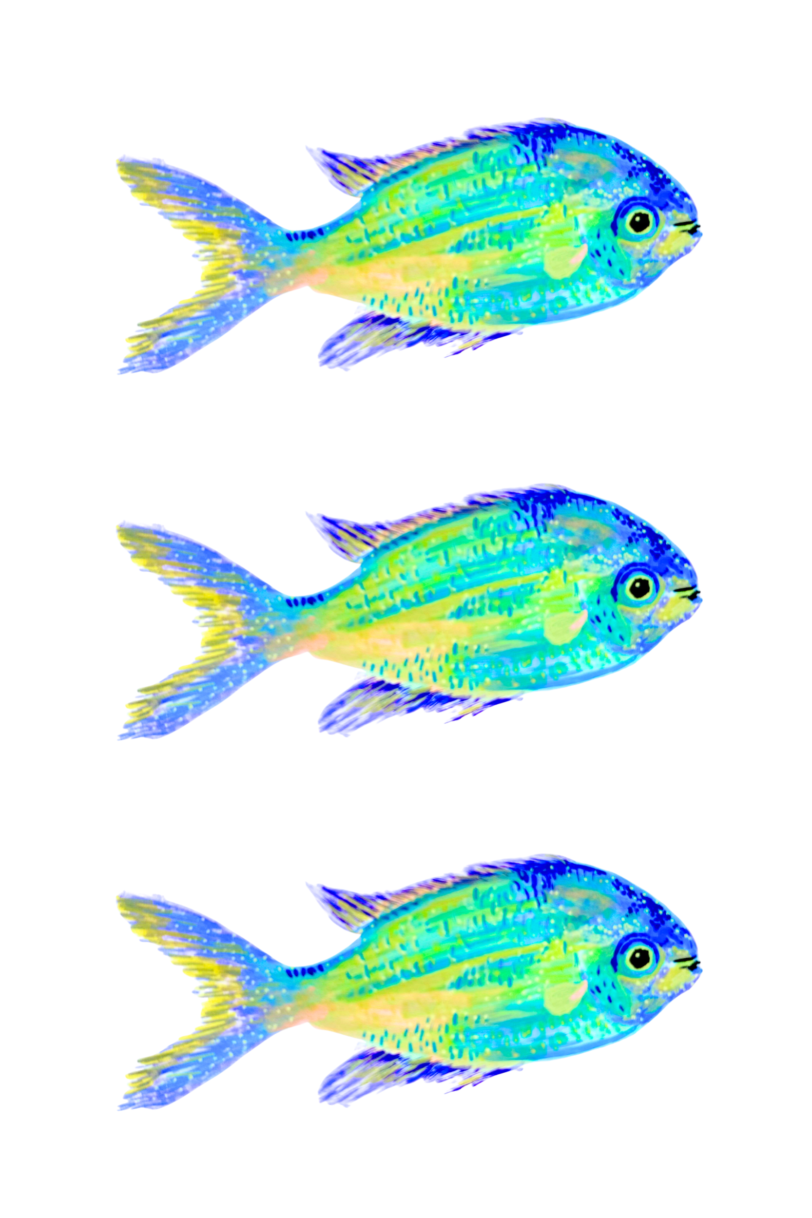 Multiple colorful fish with blue, green, and yellow scales swimming against a white background.