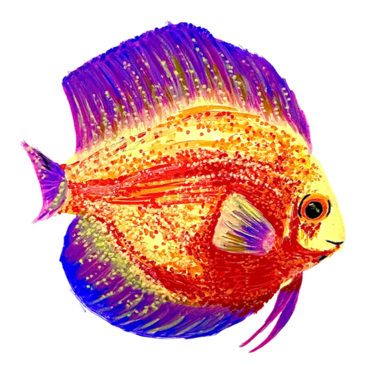 Colorful tropical fish with yellow, orange, purple, and blue fins and a black eye, set against a white background.