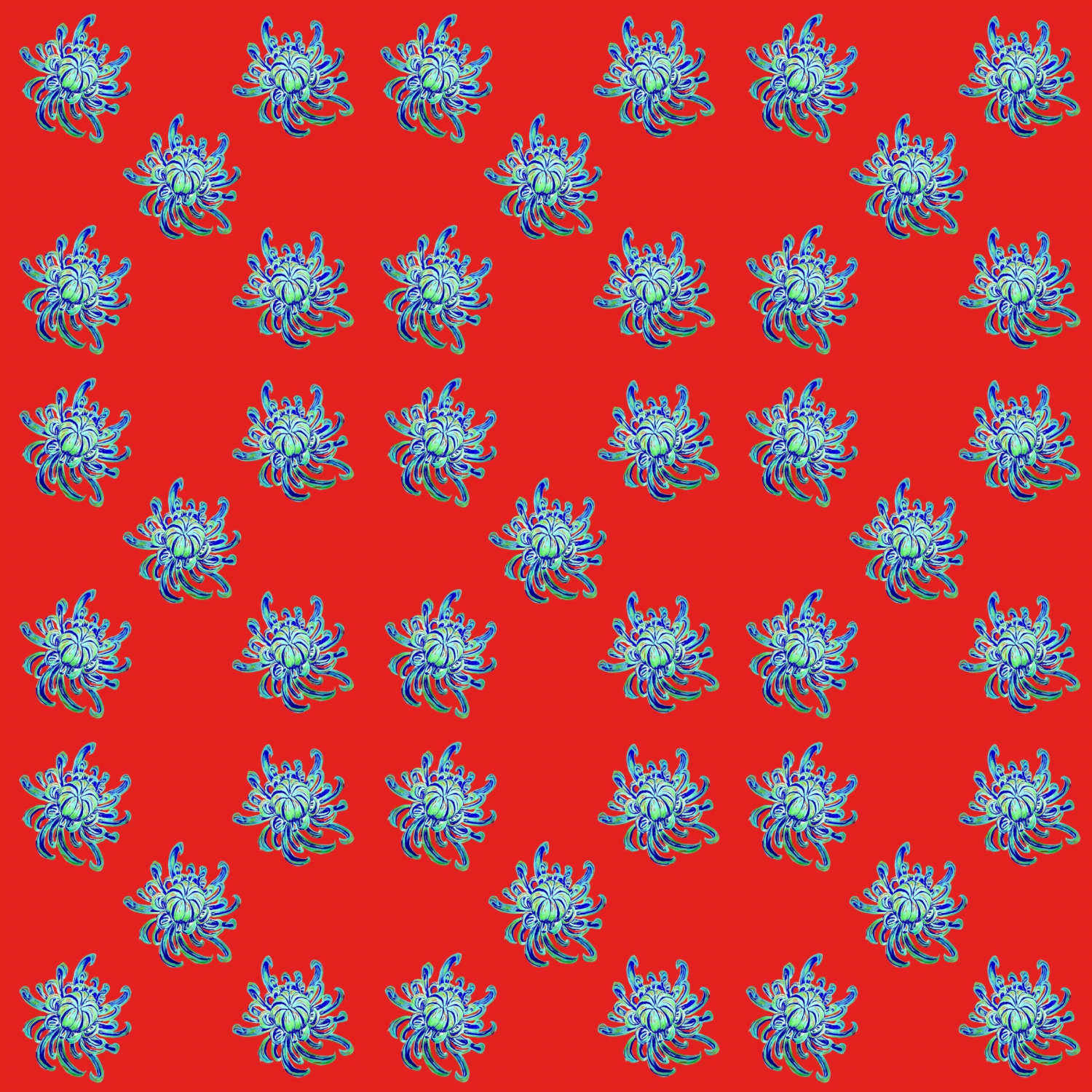 Blue Chrysanthemun