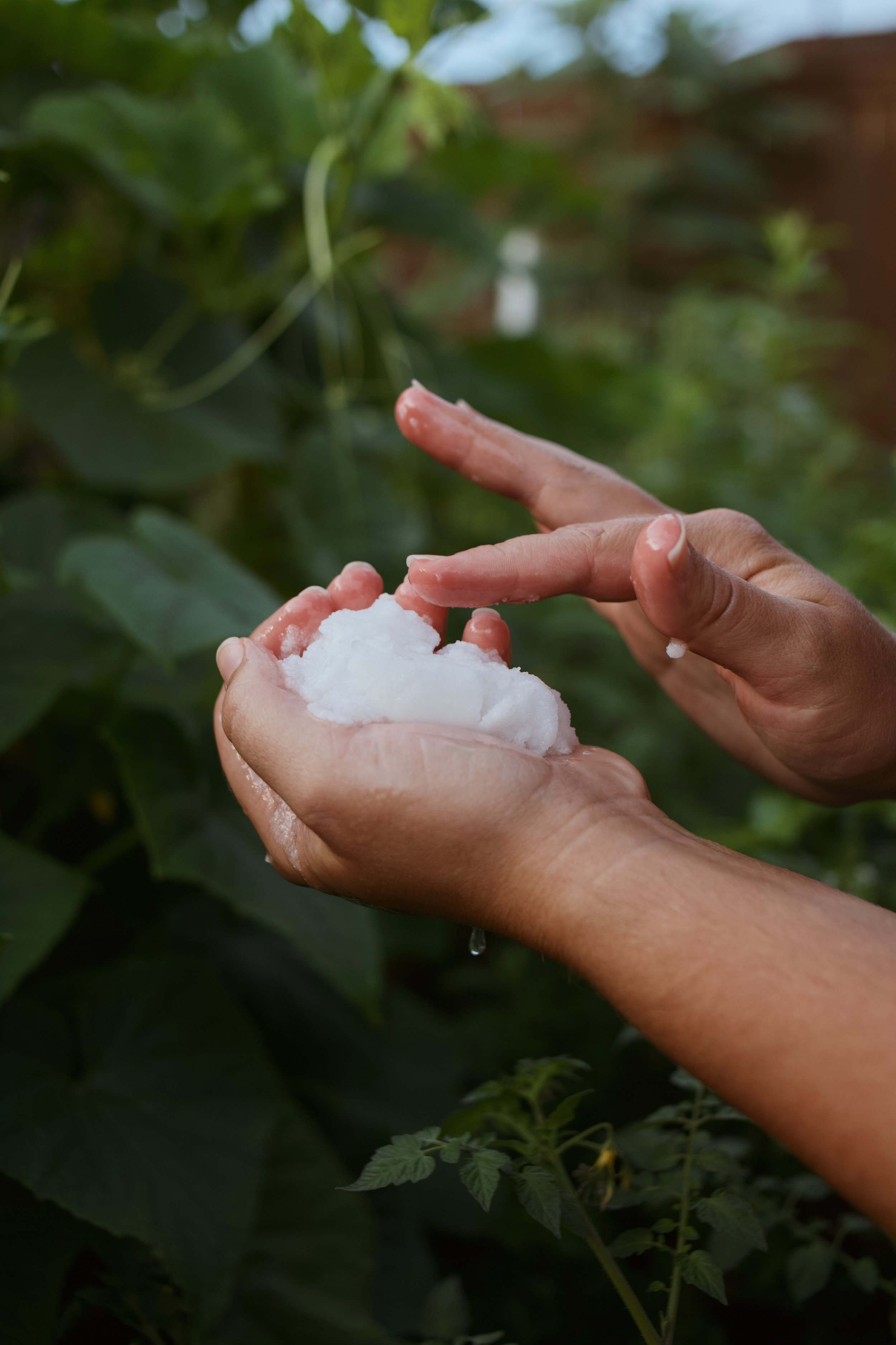 Close-up of hands holding snow or ice outdoors with green leaves and plants in the background.