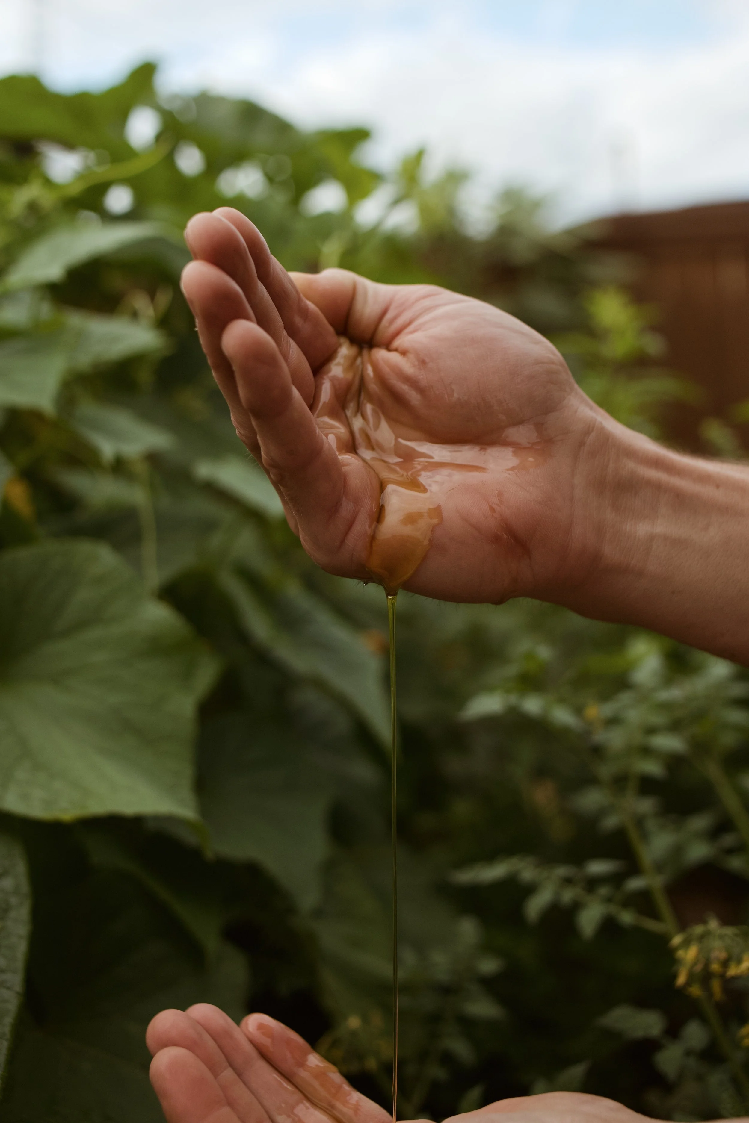 Close-up of a hand with slightly wet fingers holding a small stream of honey flowing from an unknown source outdoors, with green leaves and a cloudy sky in the background.
