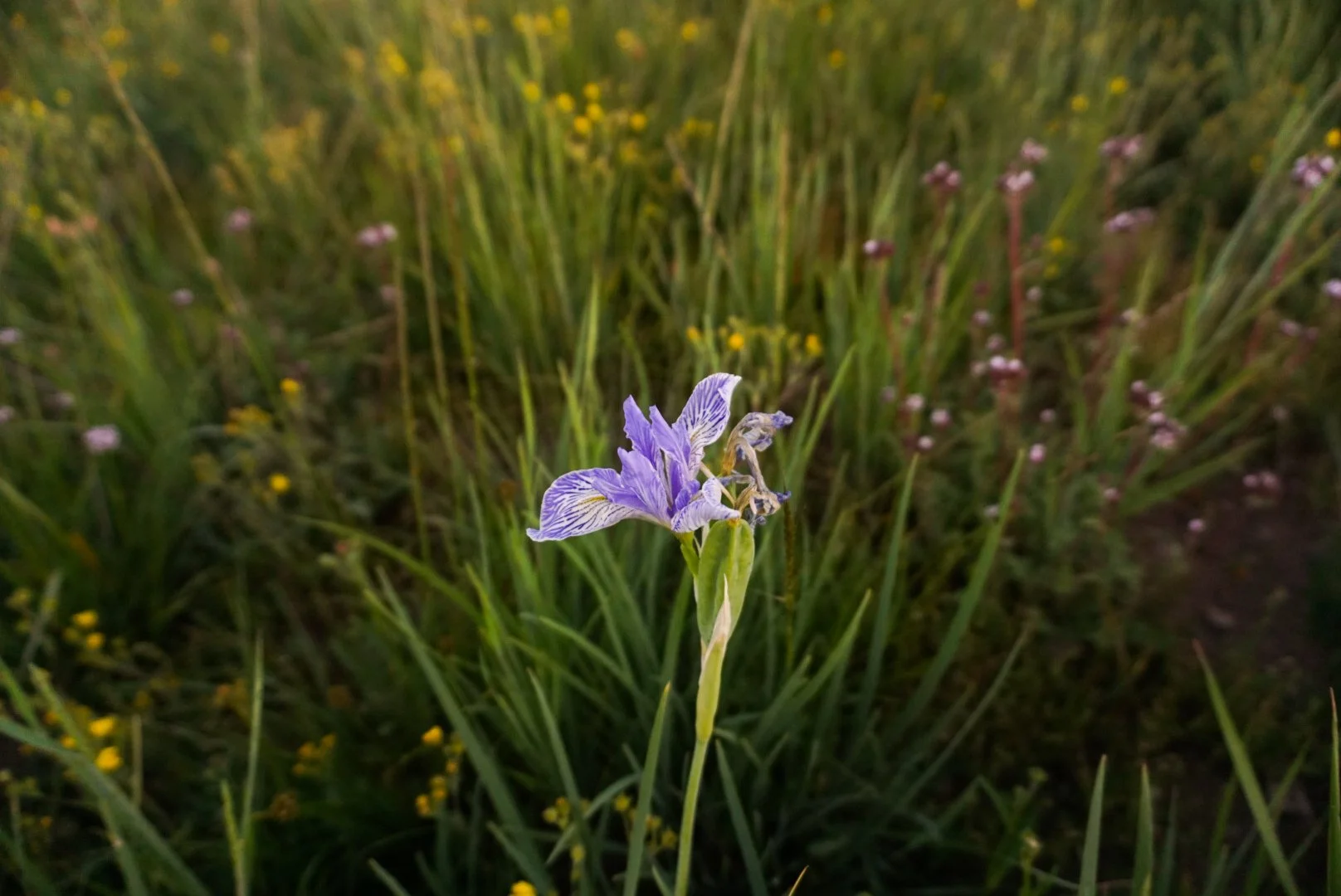 A close-up of a purple iris flower with detailed petals, standing among green grass and small wildflowers in a natural outdoor setting.