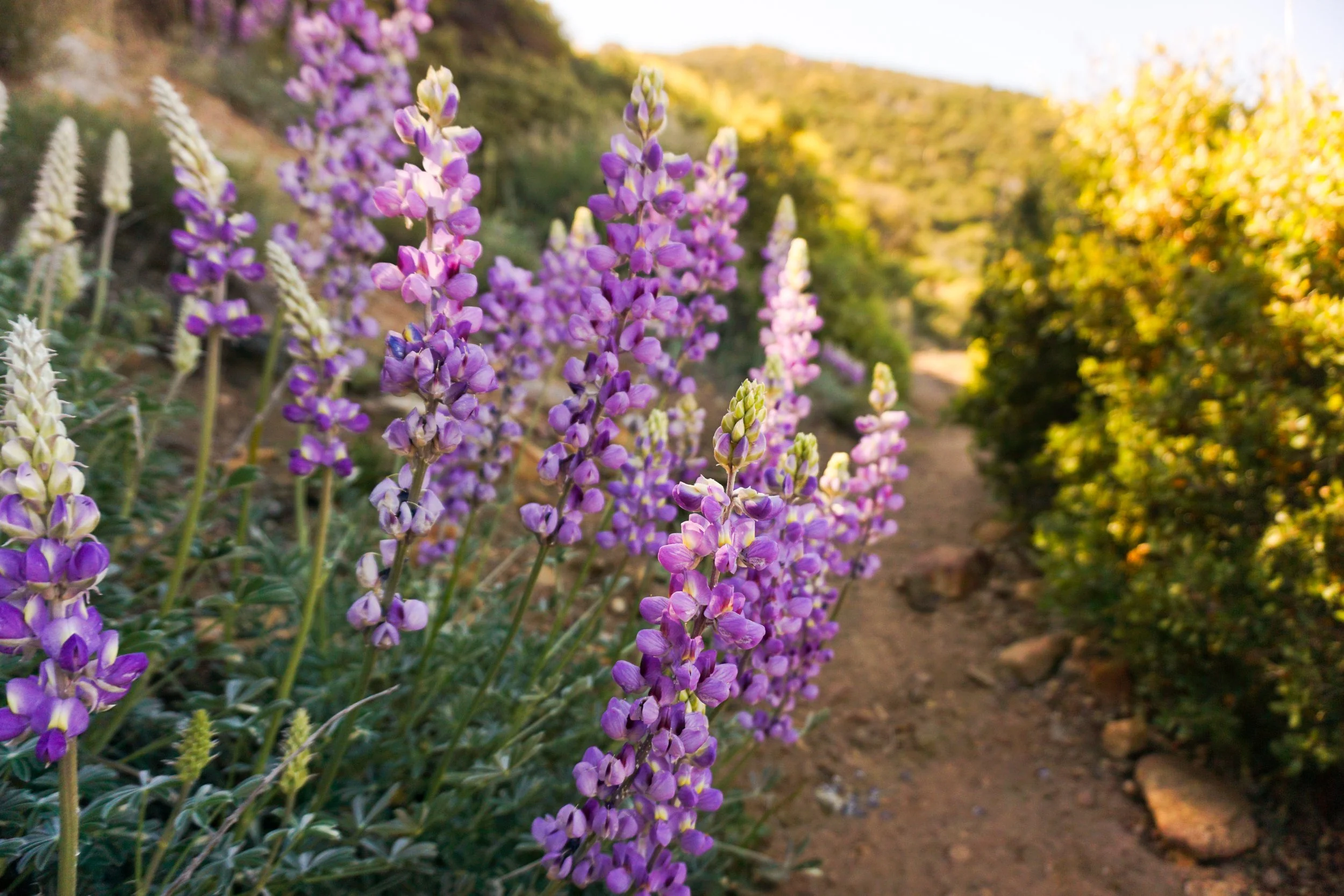 Purple wildflowers along a dirt trail in a natural outdoor setting, with greenery and hills in the background.