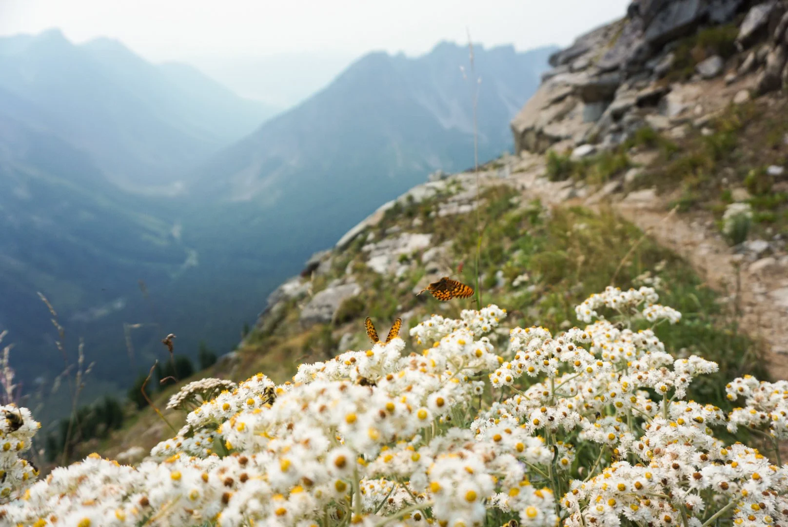 Wildflowers and butterflies on a mountain trail with rugged mountain peaks in the background.