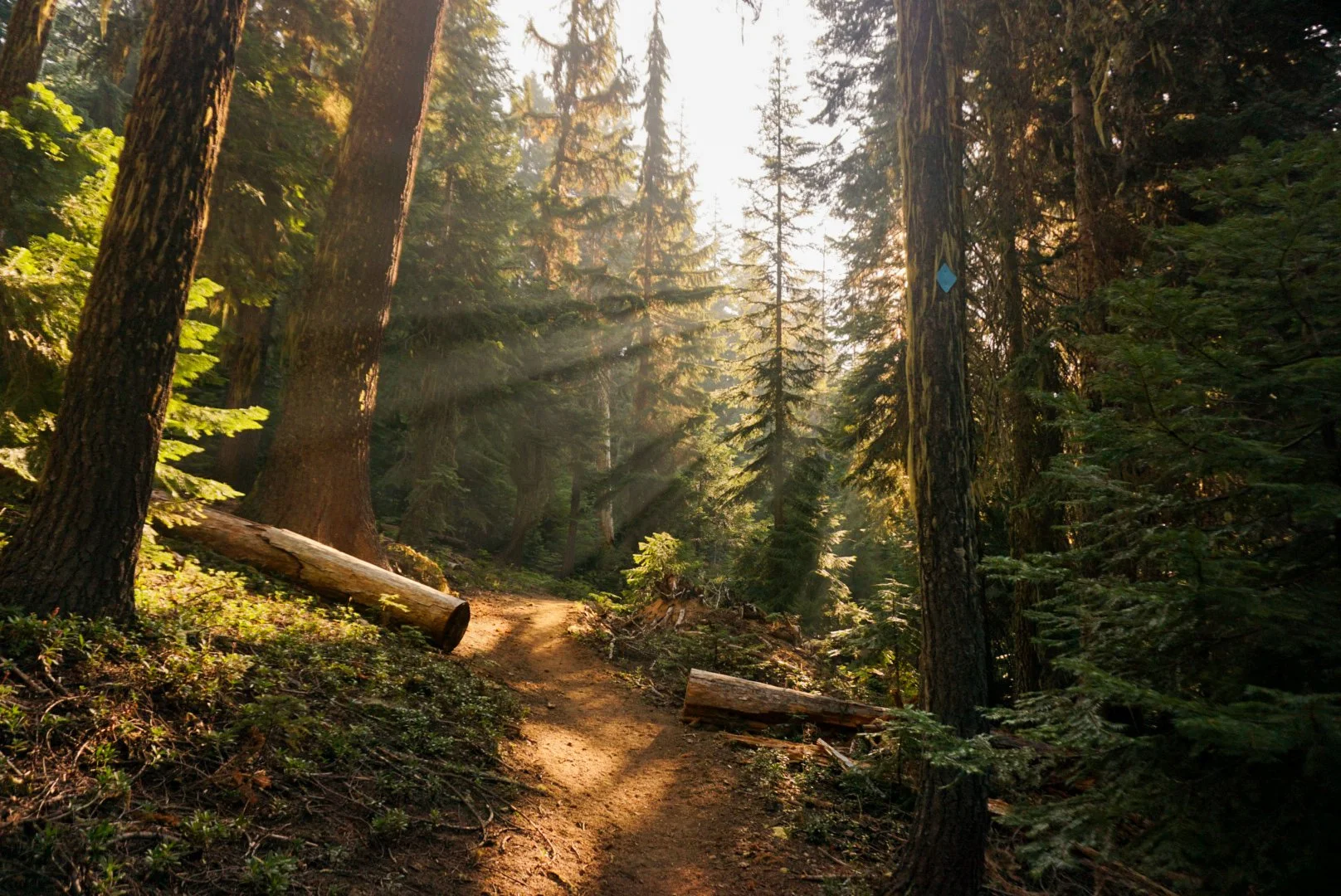 A sunlit forest trail surrounded by tall trees with sunlight streaming through the branches.