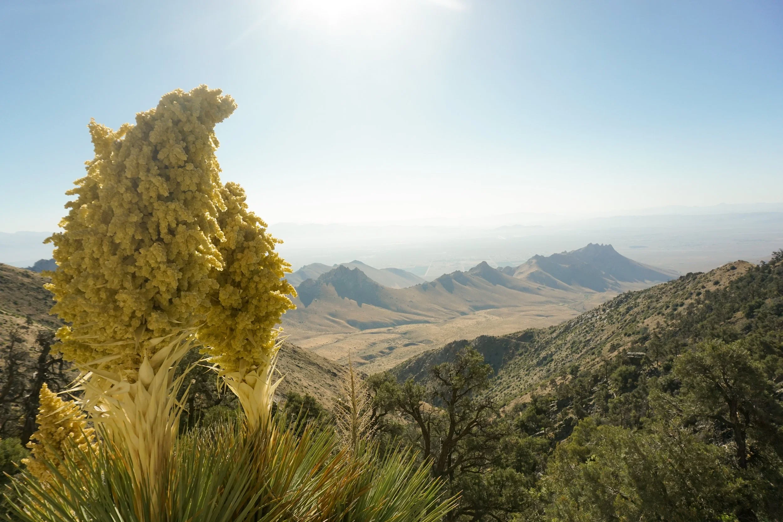 A desert mountain landscape with a large yellow flowering plant in the foreground, expansive mountains in the background under a clear blue sky.