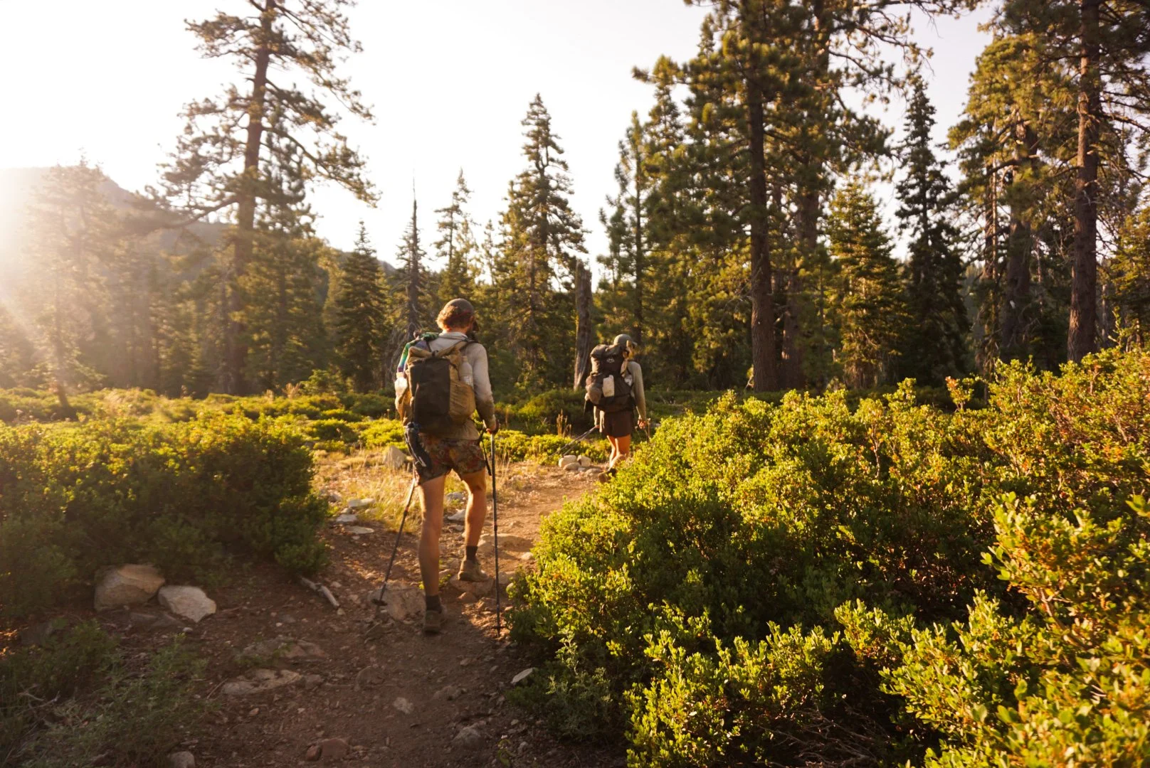Two hikers walking on a dirt trail through a forested area with tall pine trees, with sunlight shining from the left side.