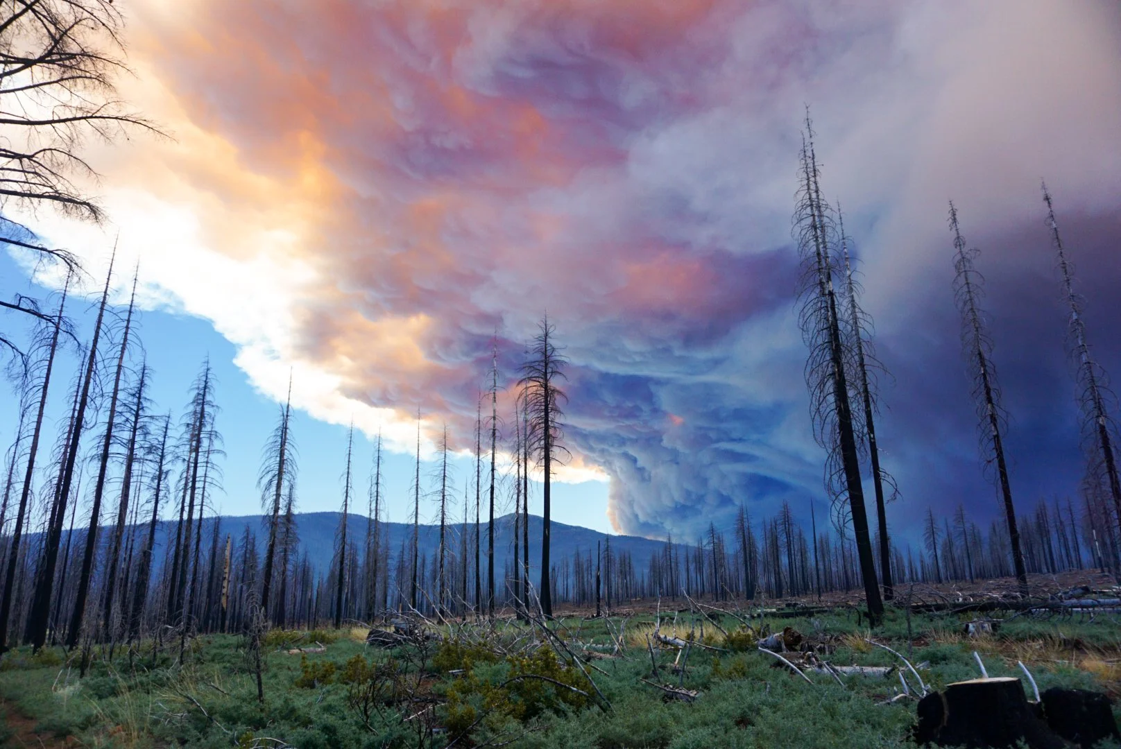 Wildfire in a forest with smoke billowing into the sky, bare trees, and charred ground.
