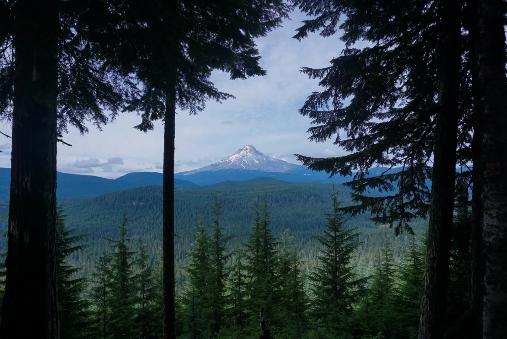 View of Mount Hood framed by tall evergreen trees in a forest.