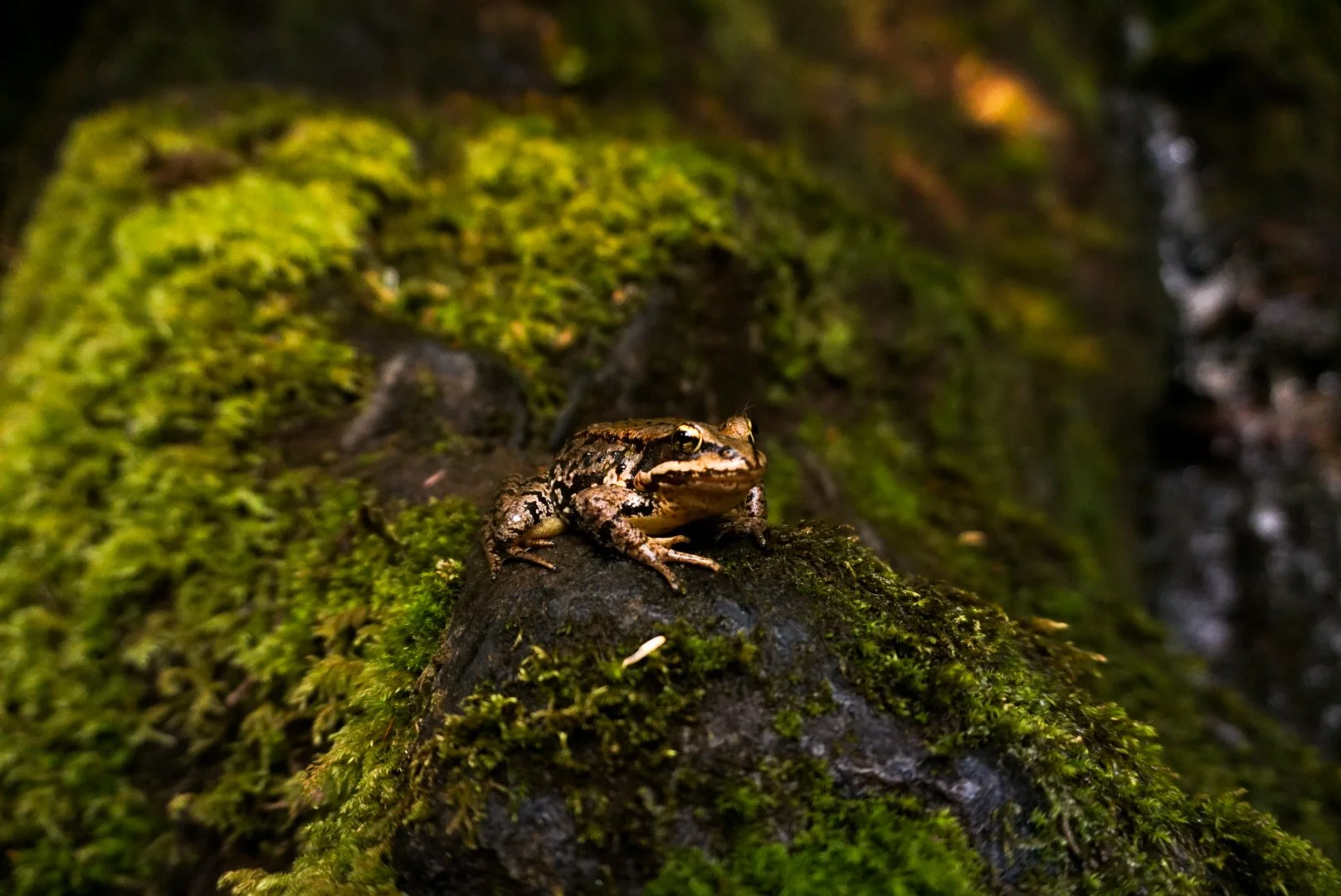 A frog sitting on a moss-covered rock in a forest setting.