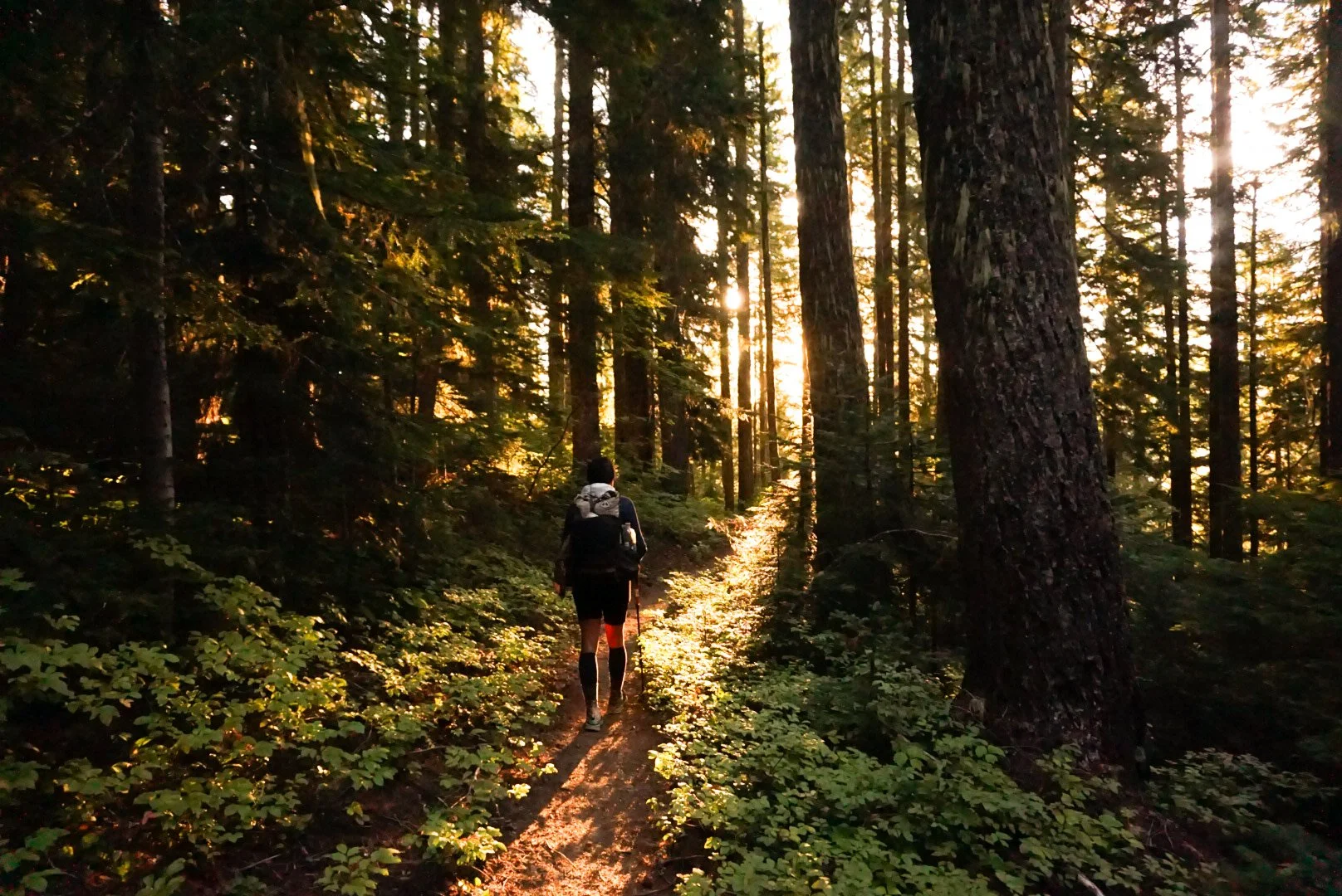 A person hiking through a dense forest during sunset, walking along a narrow dirt trail surrounded by tall trees and lush greenery.