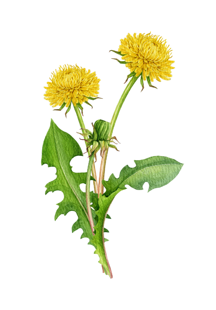 Yellow dandelion flowers with green leaves