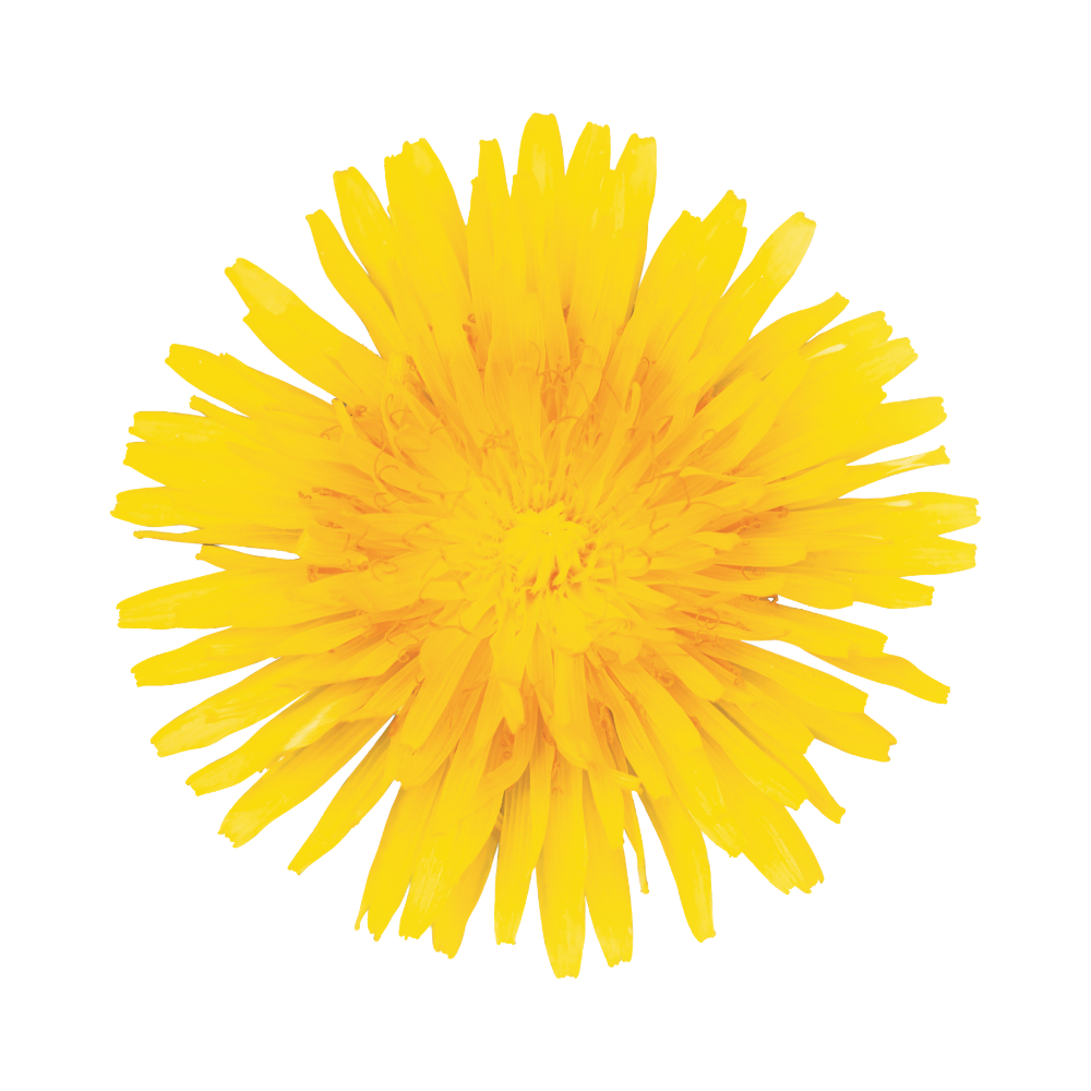 Close-up of a yellow flower with numerous long, thin petals.