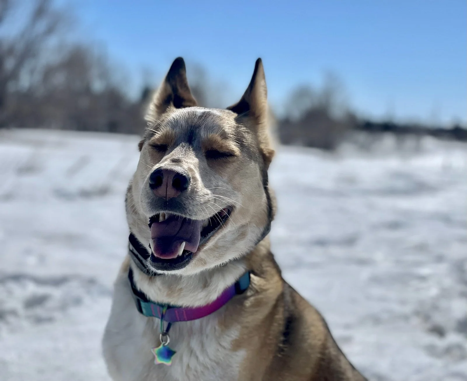Iris, the Iris Co. namesake and company mascot.  She is the embodiment of the values our firm strives for - including loyalty, speed, endurance, and senses more keen than our own, providing information