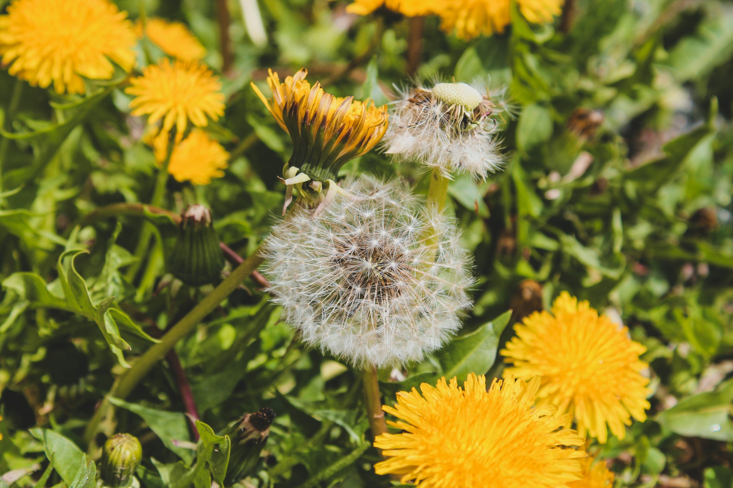Close-up of a dandelion seed head with yellow dandelion flowers and green foliage in the background.
