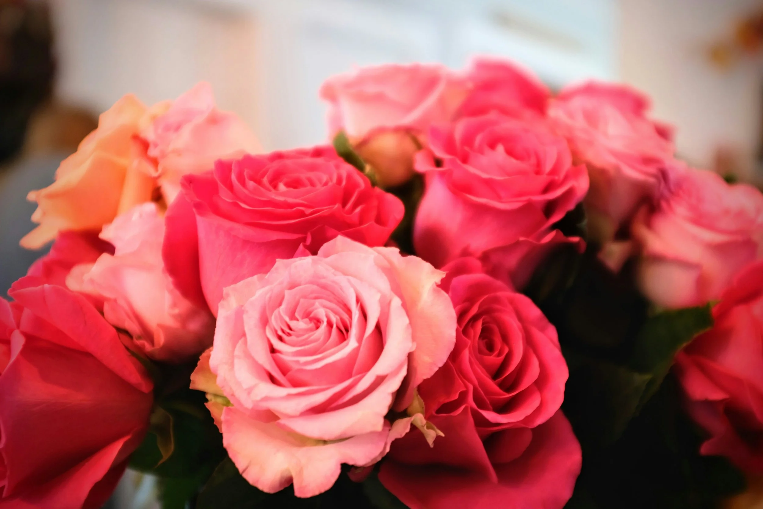 close-up of pink and red roses symbolizing love, healing, and emotional depth