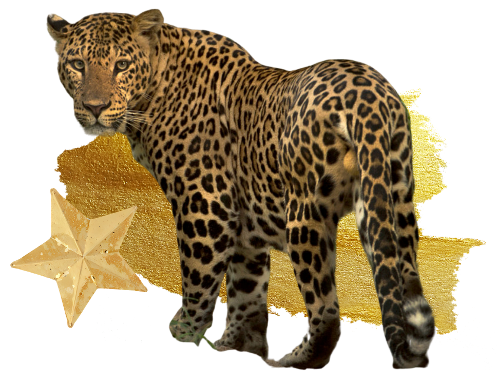 A leopard with a background of gold stars and glitter.