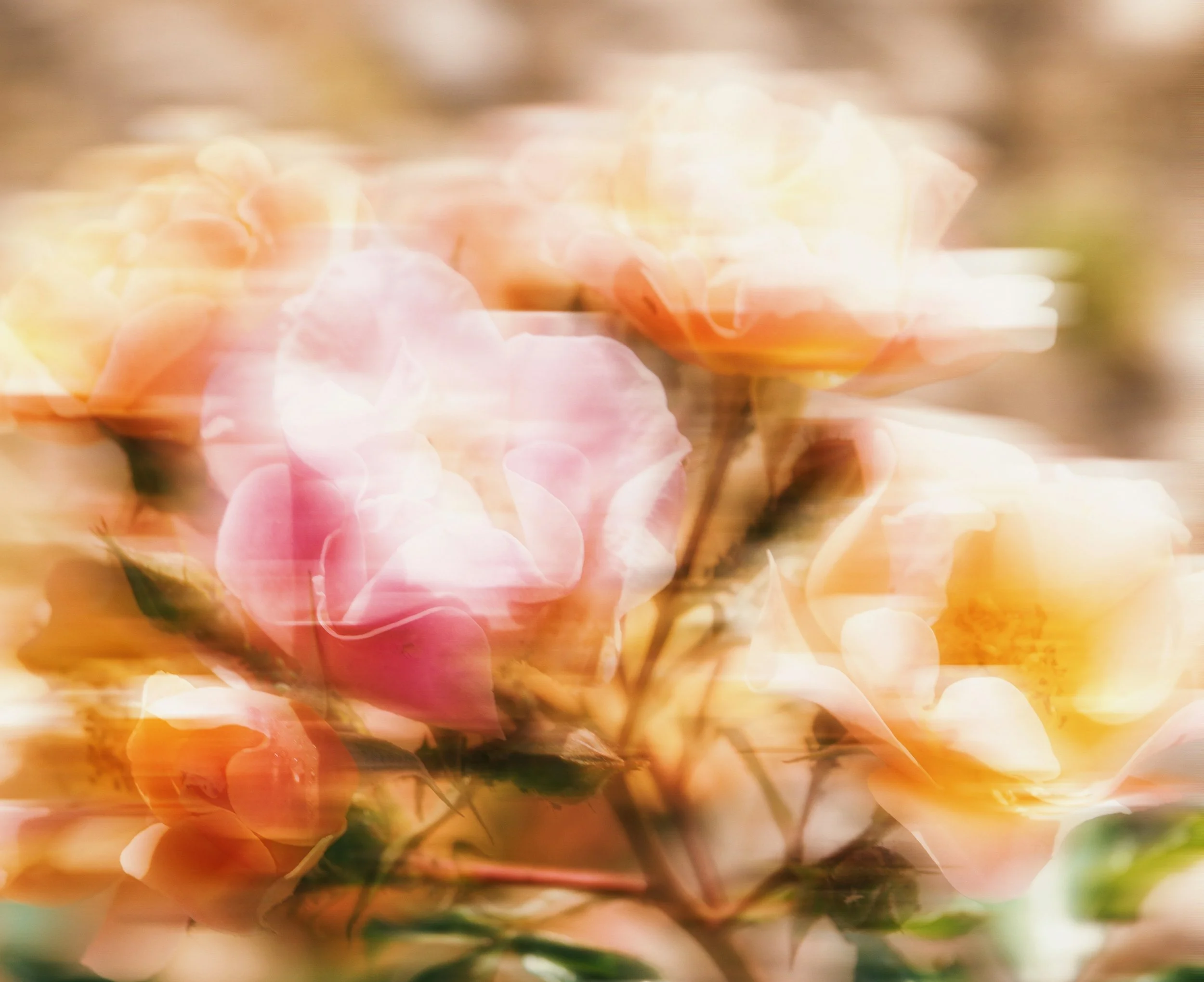 Blurred image of pink and white flowers with green leaves and orange hues, creating an abstract and artistic background.