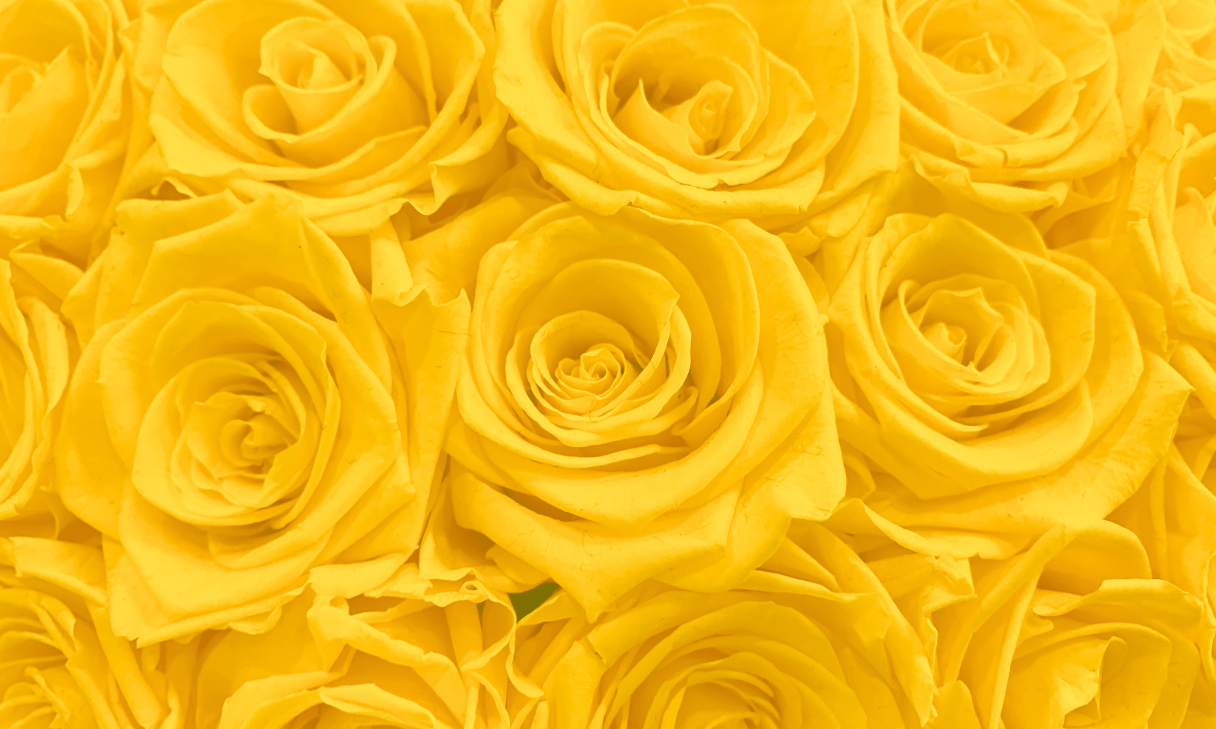 Close-up of bright yellow roses.