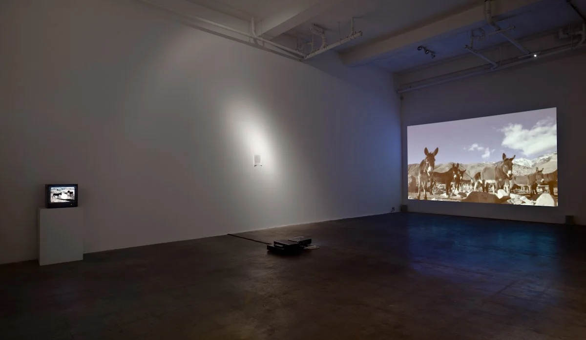  The Golden Ass 2010 Installation View  Photography © Fredrik Nilsen Studio 