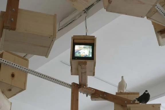  for the birds 2009 installation view  photo: Ann Marie Rounkle 