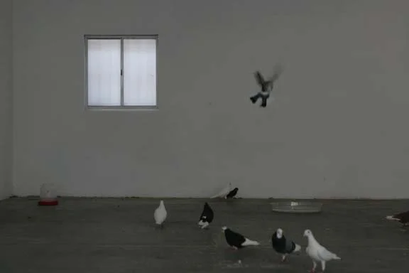  for the birds 2009 installation view  photo: Ann Marie Rounkle 