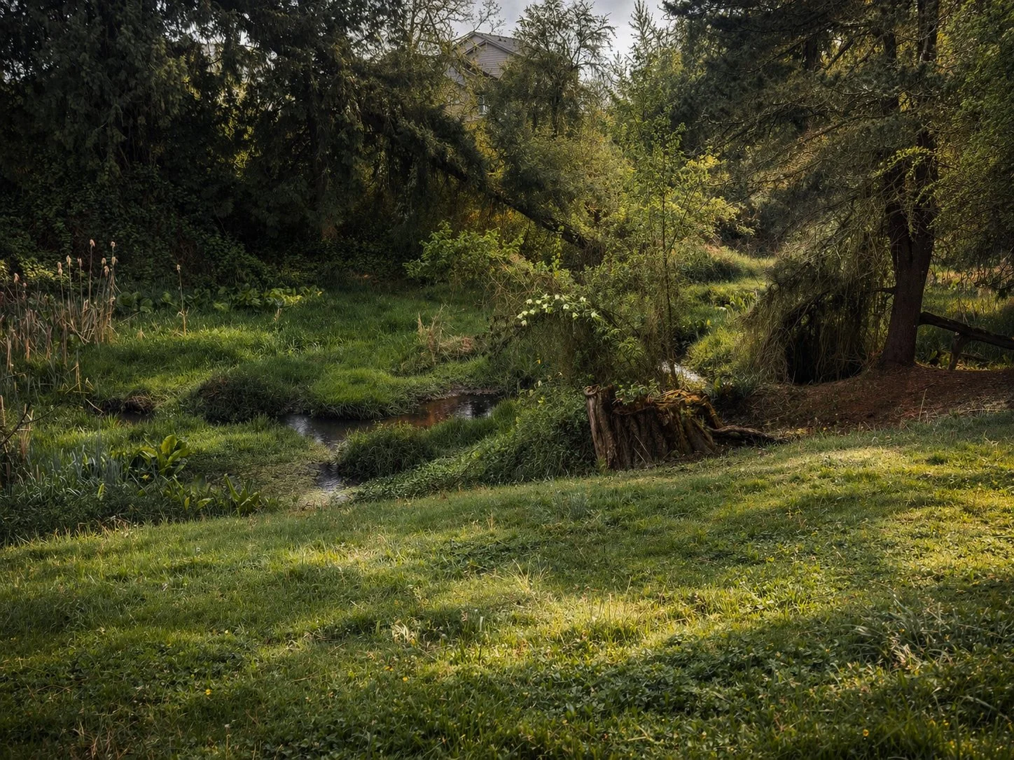 一个宁静而绿意盎然的后院，一条小溪穿流而过，四周环绕着草地、树木和灌木，阳光透过枝叶洒落下来。