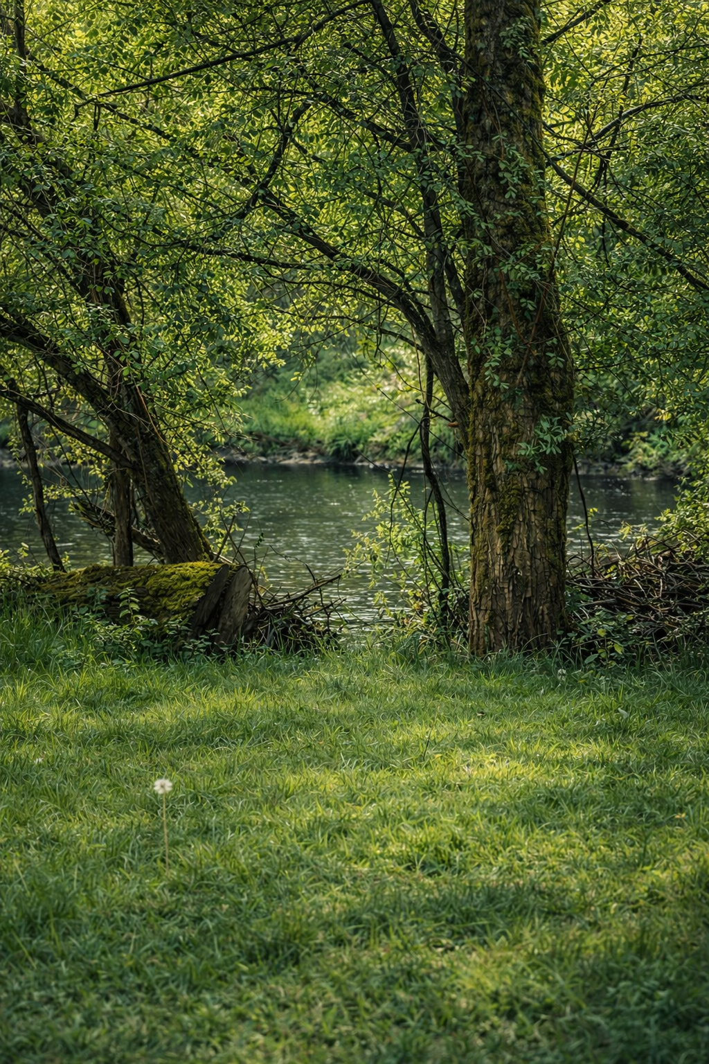 一幅宁静的自然风景画：草坡上绽放着一朵白花，两棵枝叶繁茂的树木俯瞰着平静的河流，背景则是郁郁葱葱的绿意。