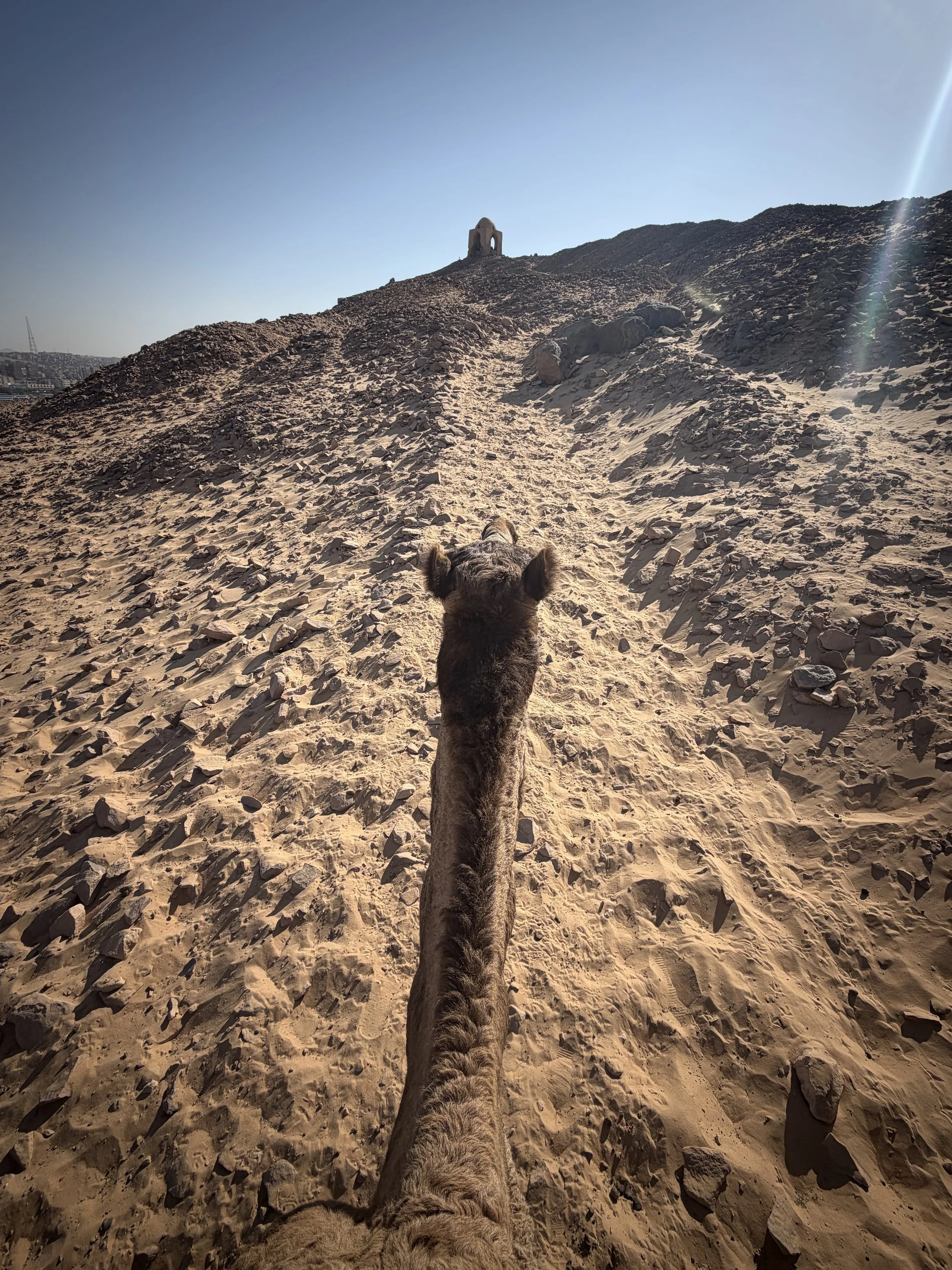 A camel's back and neck as it walks up a sandy, rocky desert slope towards a small structure at the top of the hill under a clear blue sky.