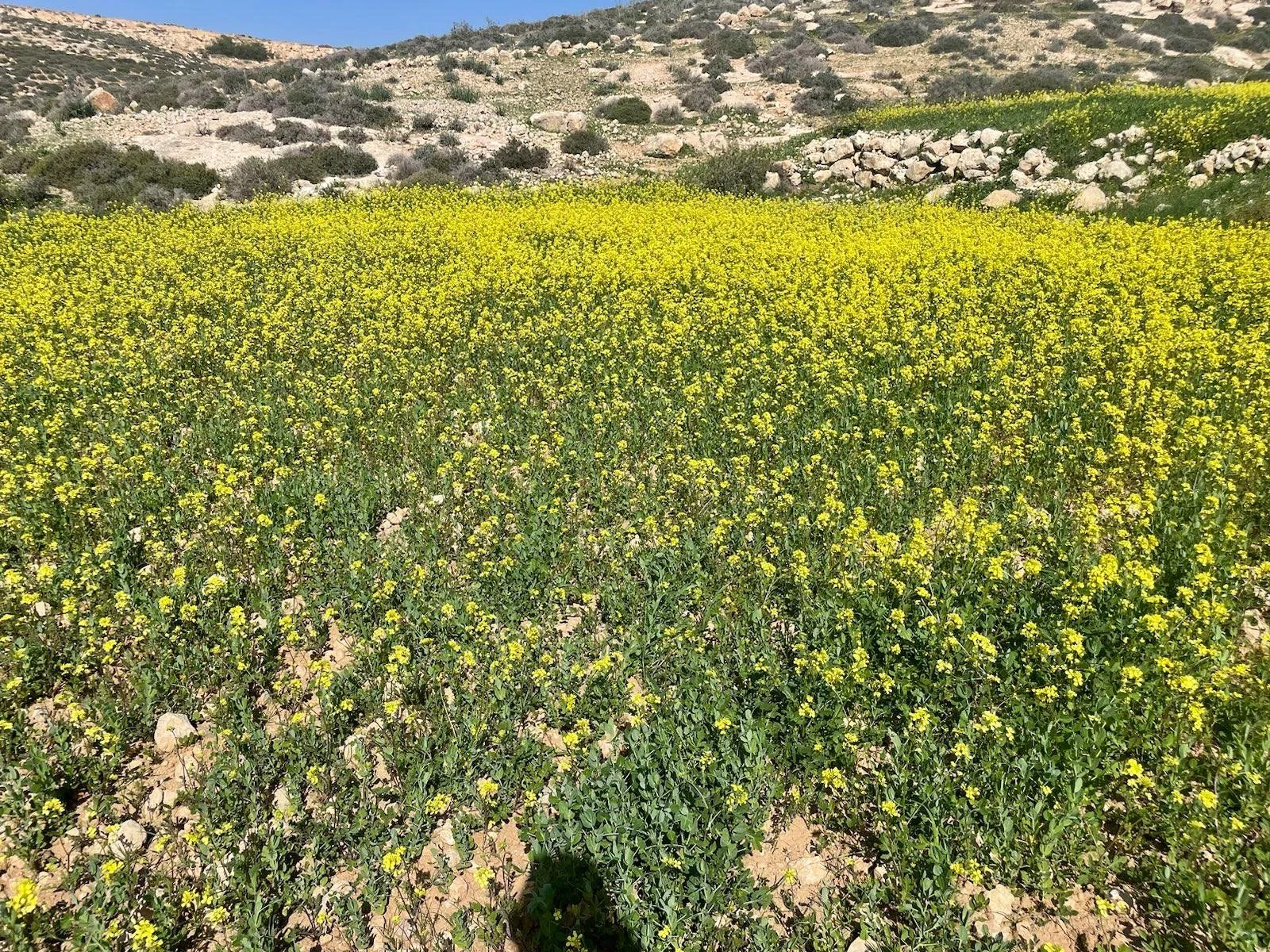 Mustard Fields.jpg