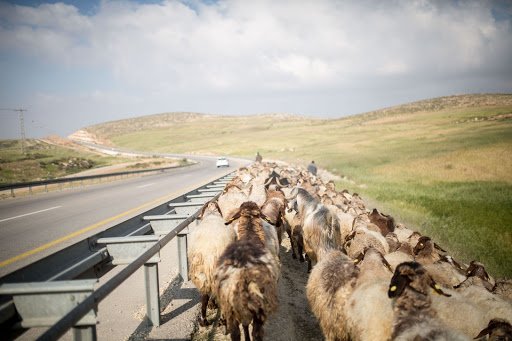 Shepherding-in-Zanouta.jpeg