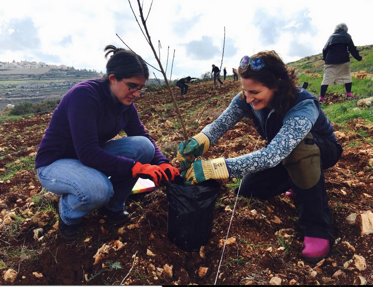 February 2015 - Tree Planting.png