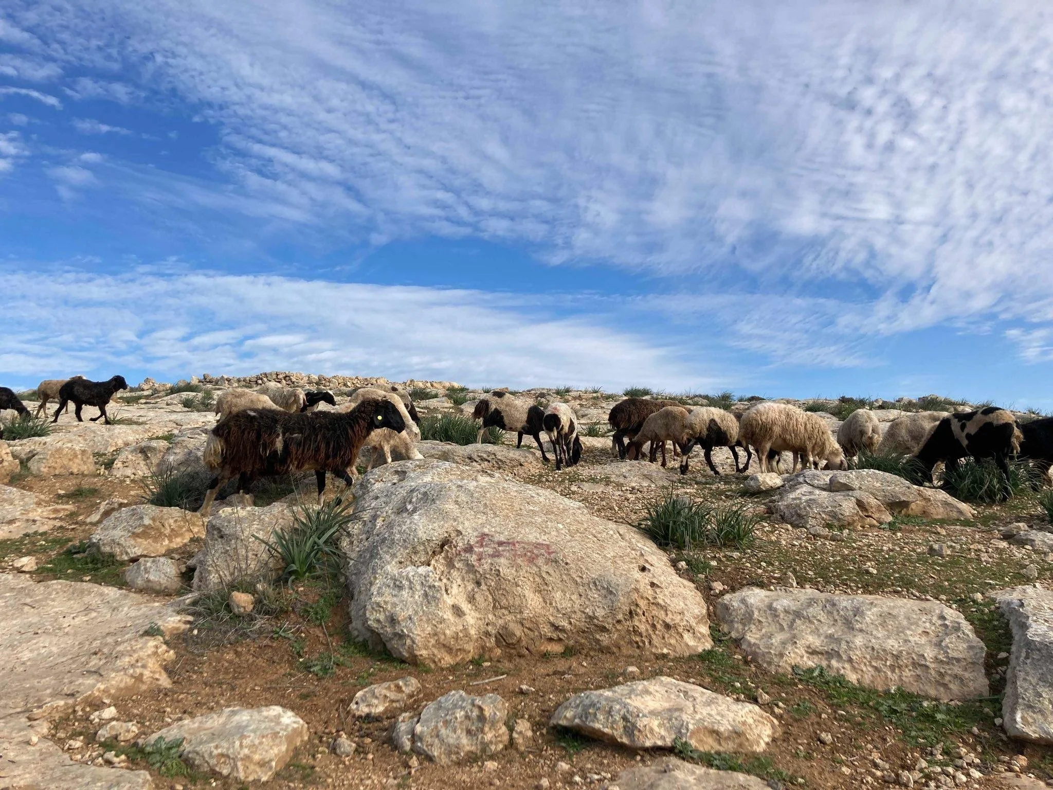 grazing 3.jpeg