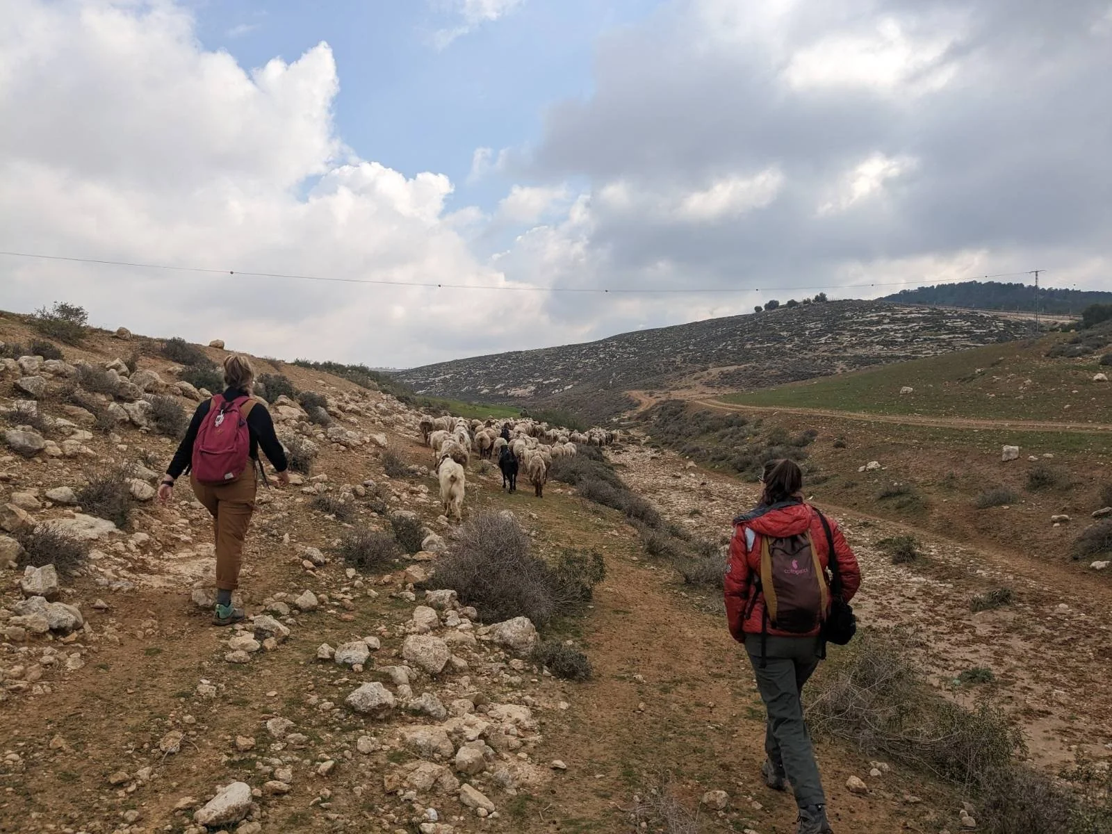 Shepherding-in-Widade-15.jpg