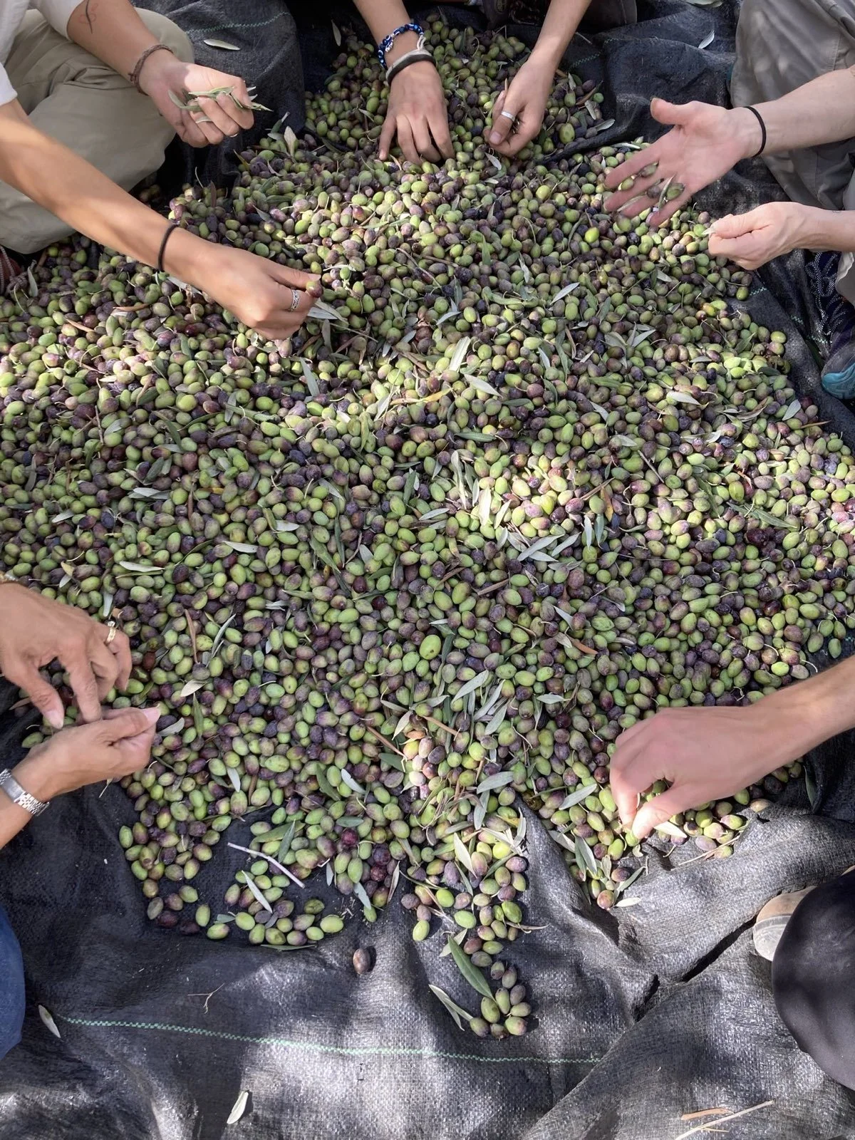 CJNV-activists-and-partners-clearing-leaves-and-sticks-from-harvested-olives.jpg