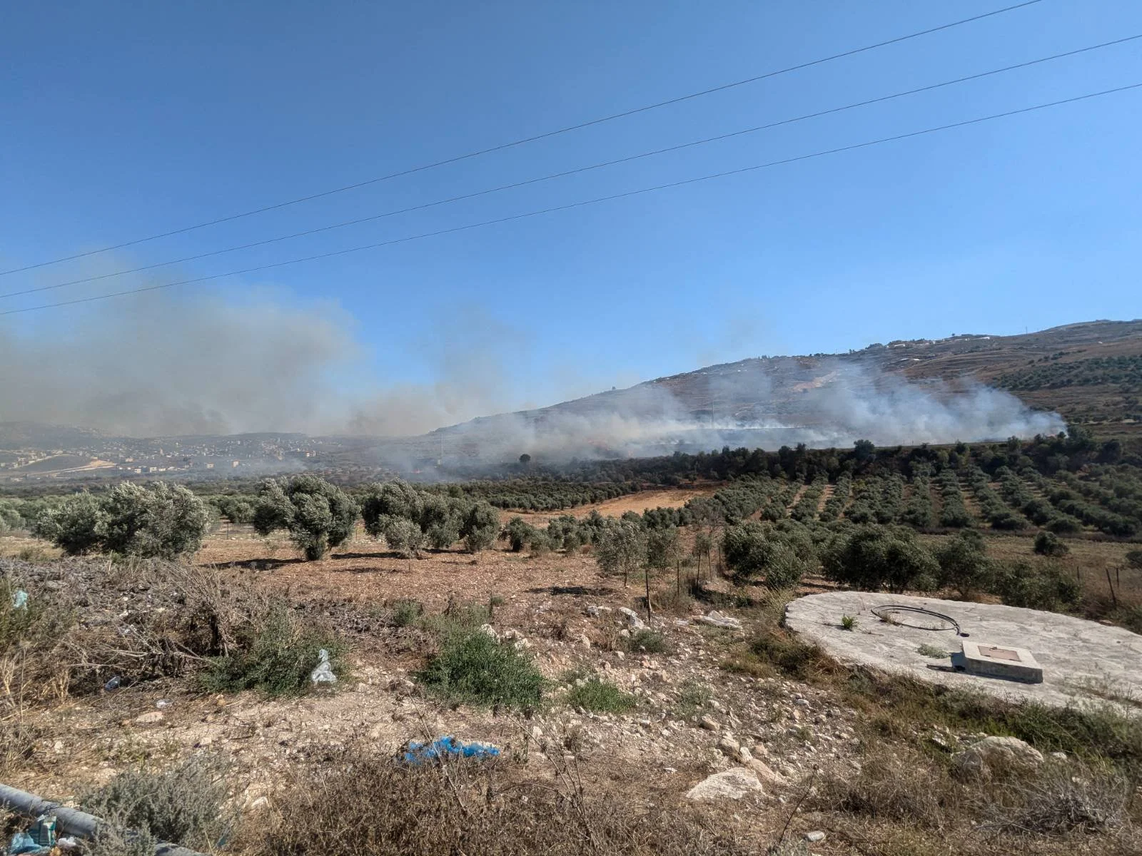 Attack on Olive Groves.jpeg
