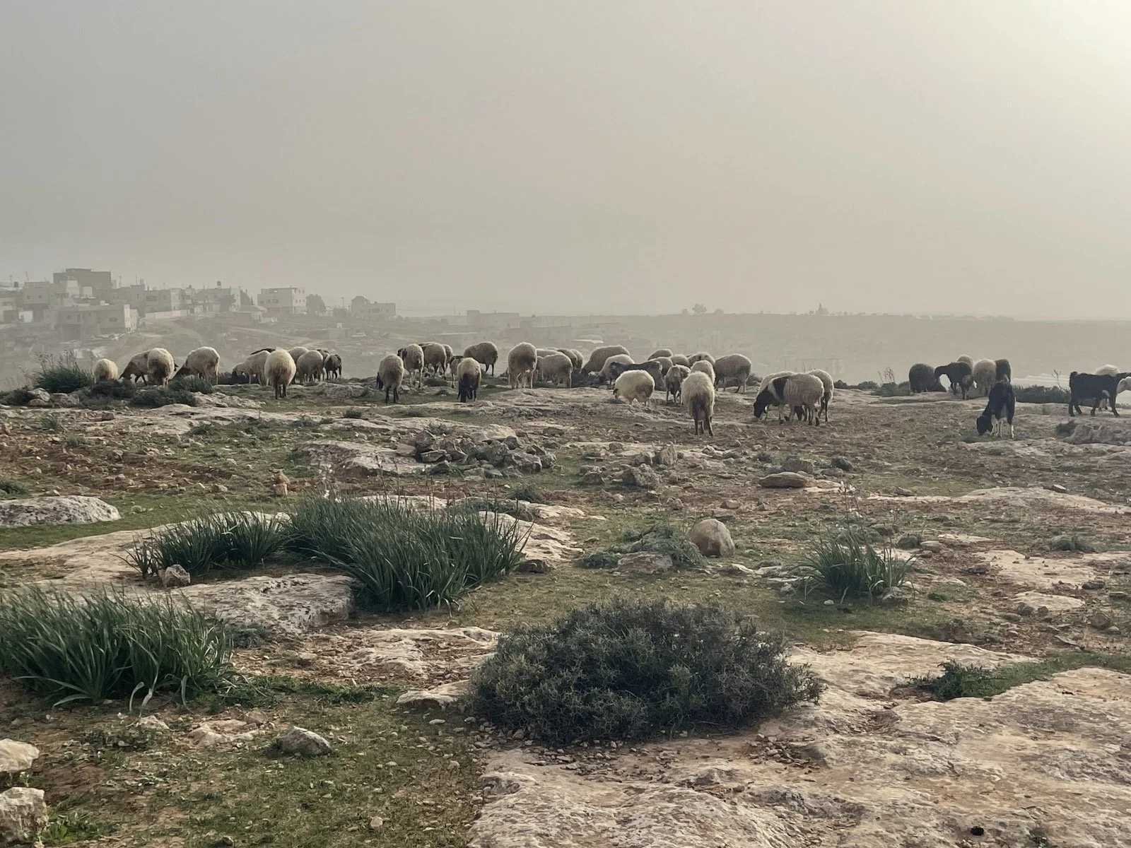 Flock in Mnazel at dusk.jpg